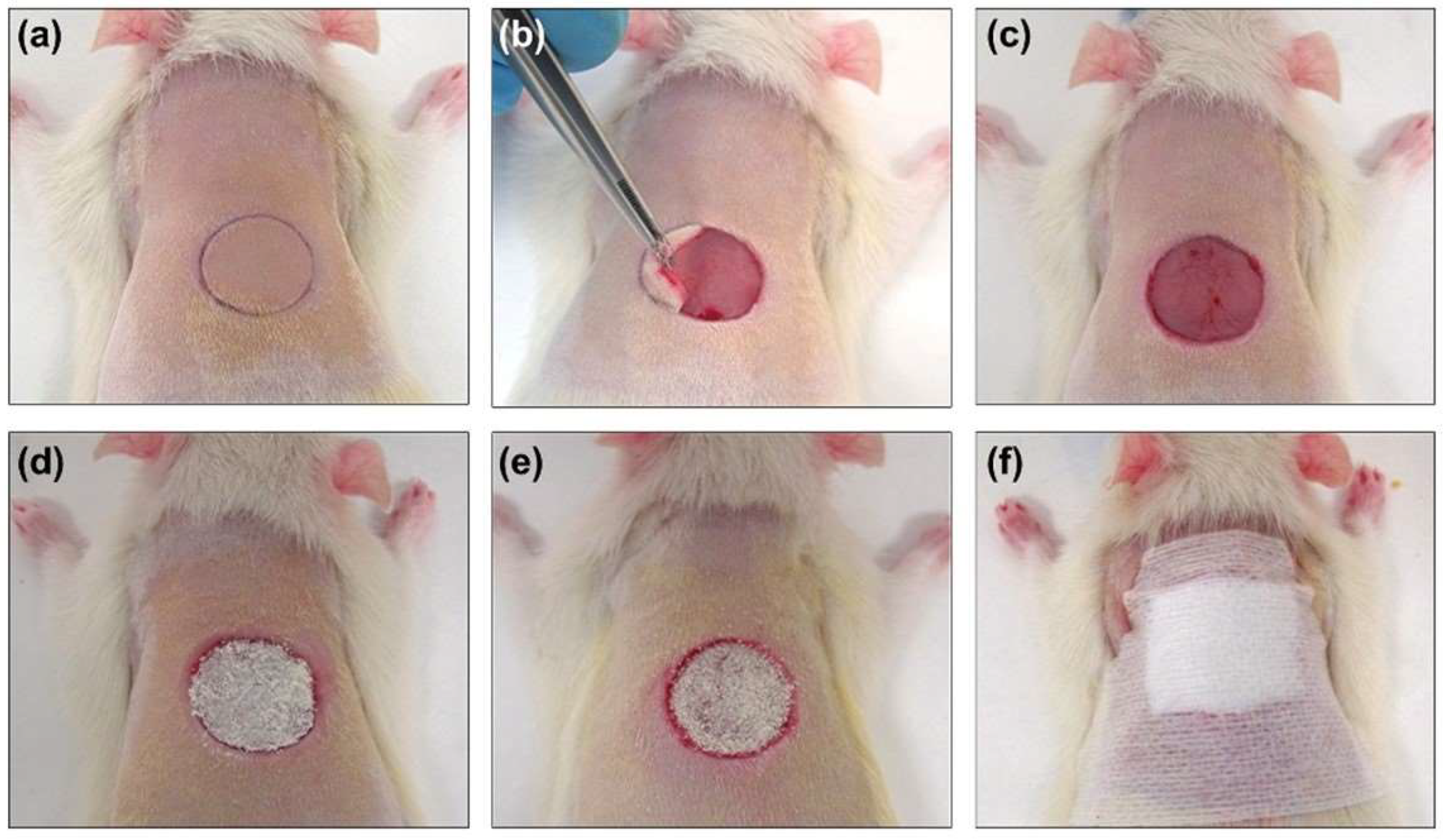 Biomedicines 10 00960 g001 550