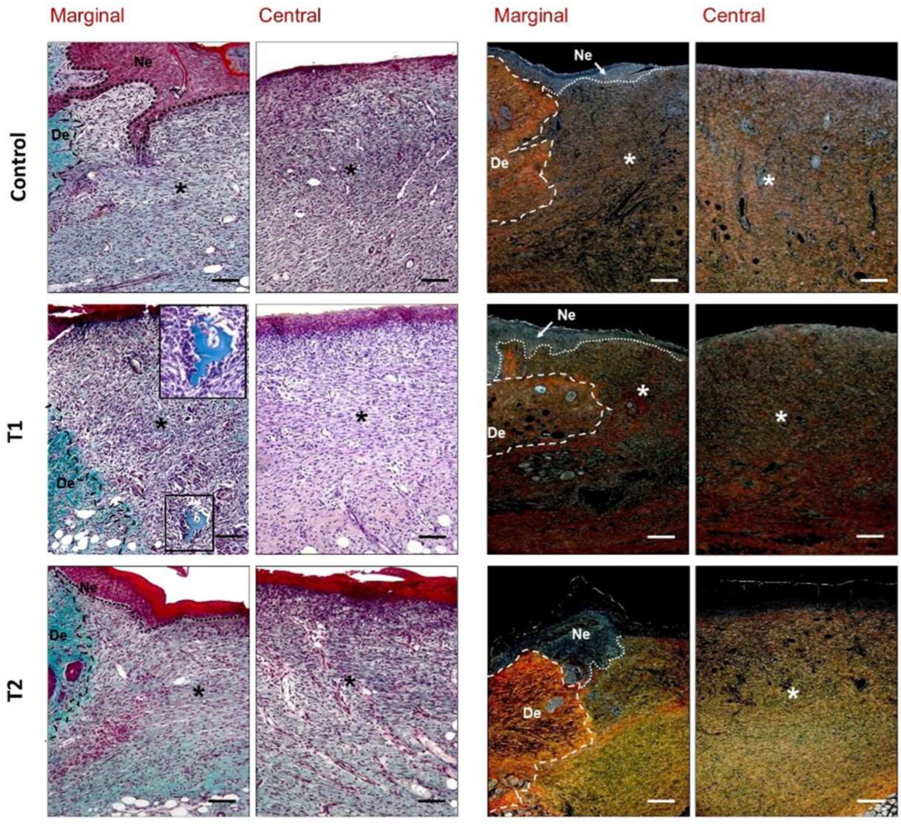 Biomedicines 10 00960 g007 550