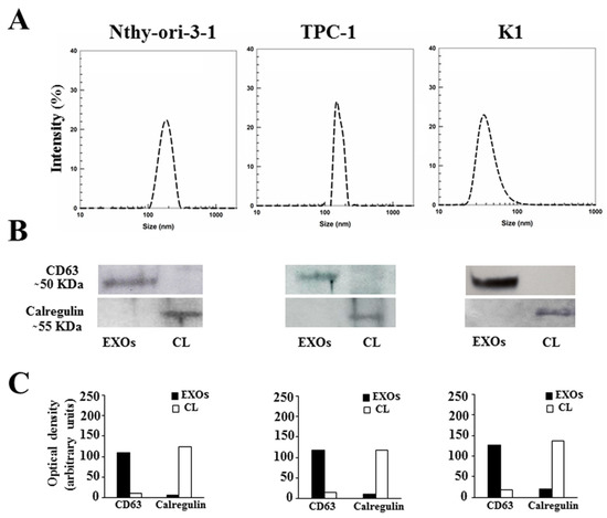 【専用】CD LOVEページ ZX love initial with red heart and rose Stock