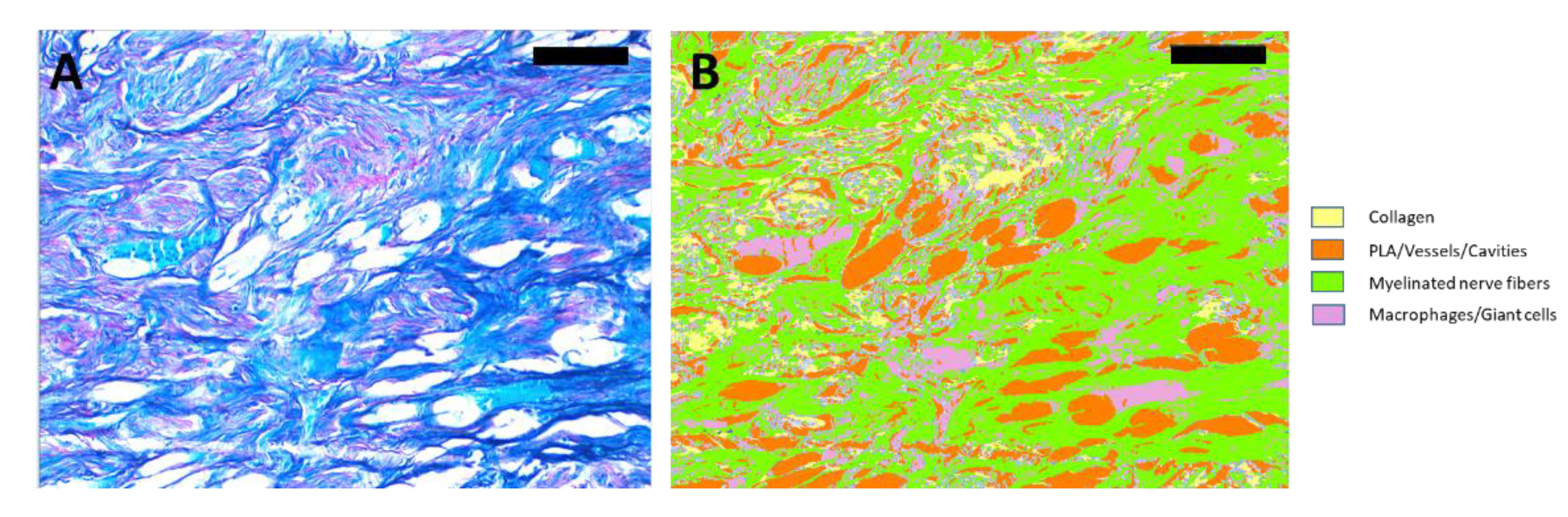 Biomedicines 10 00963 g001