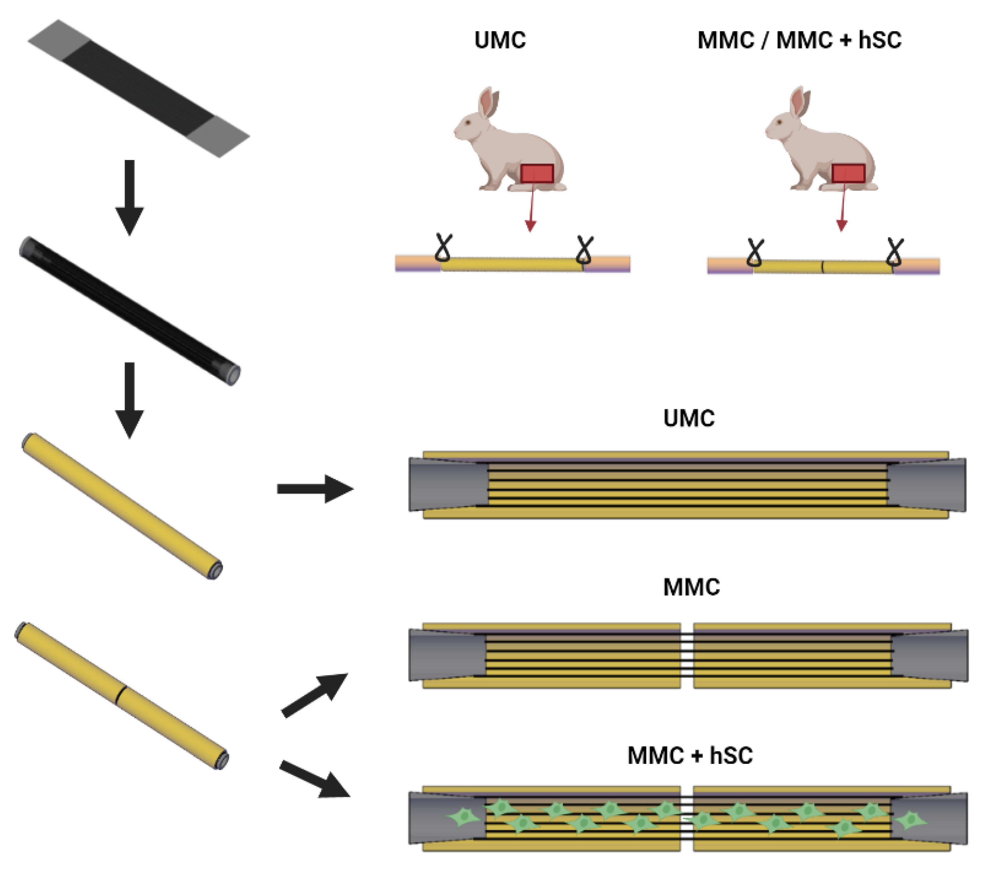 Biomedicines 10 00963 g002