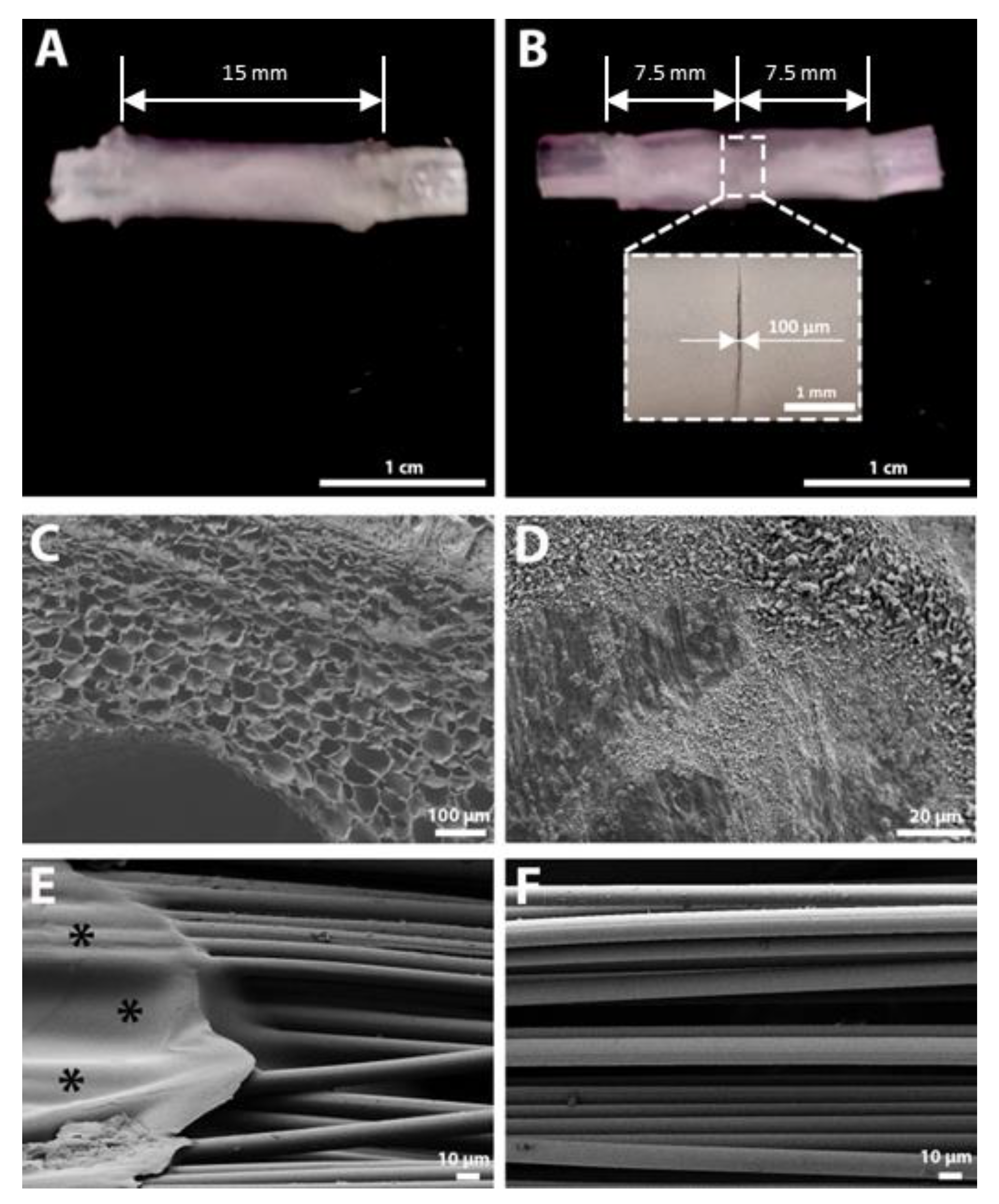 Biomedicines 10 00963 g003