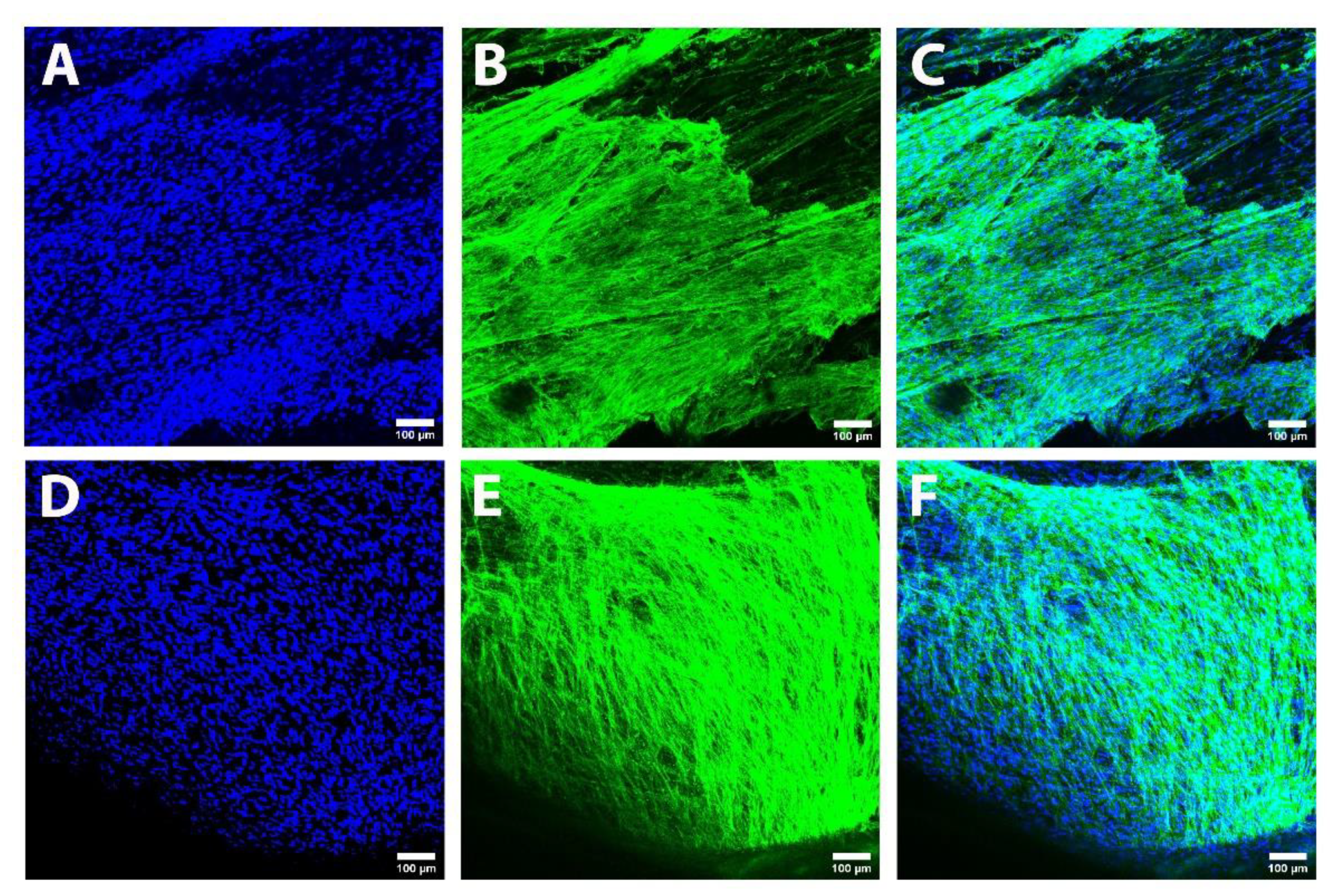 Biomedicines 10 00963 g005