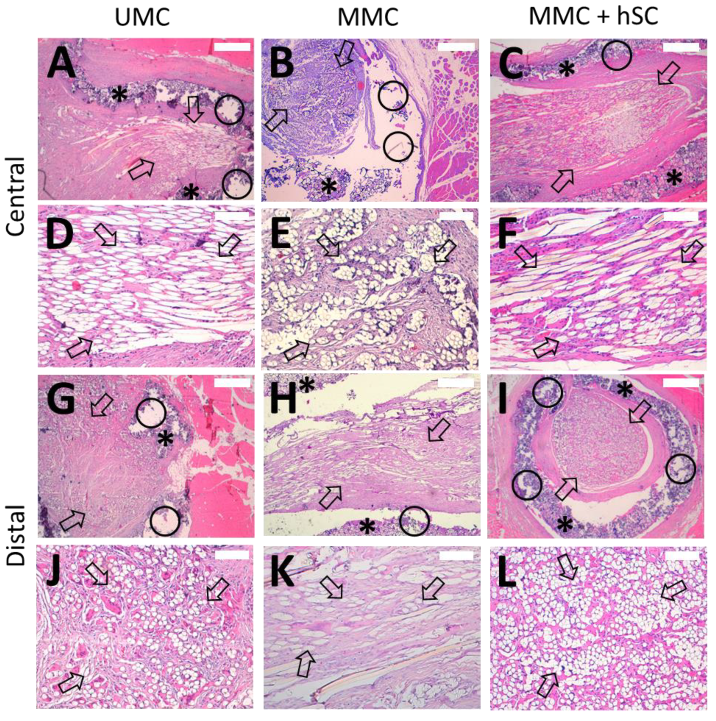 Biomedicines 10 00963 g007