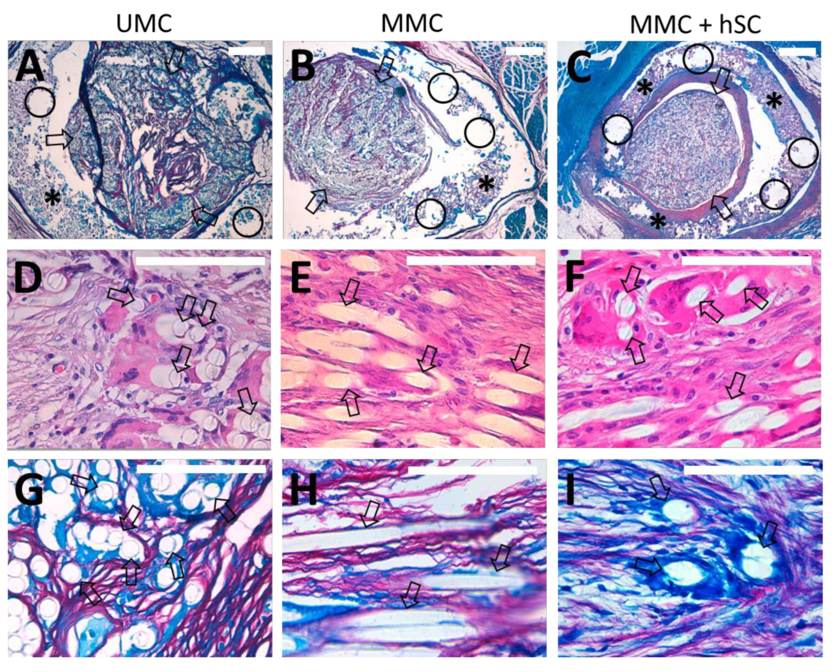 Biomedicines 10 00963 g008