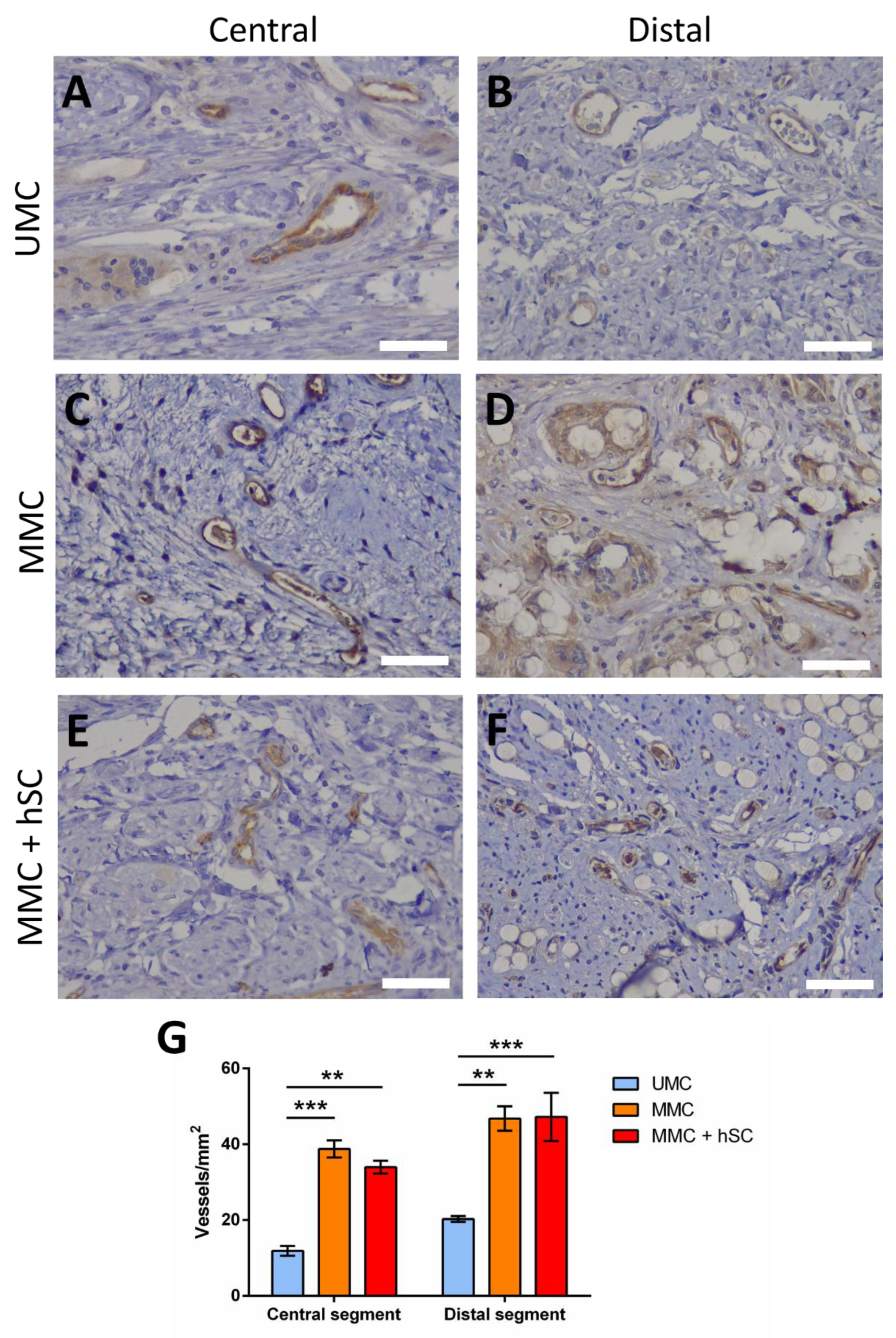 Biomedicines 10 00963 g010