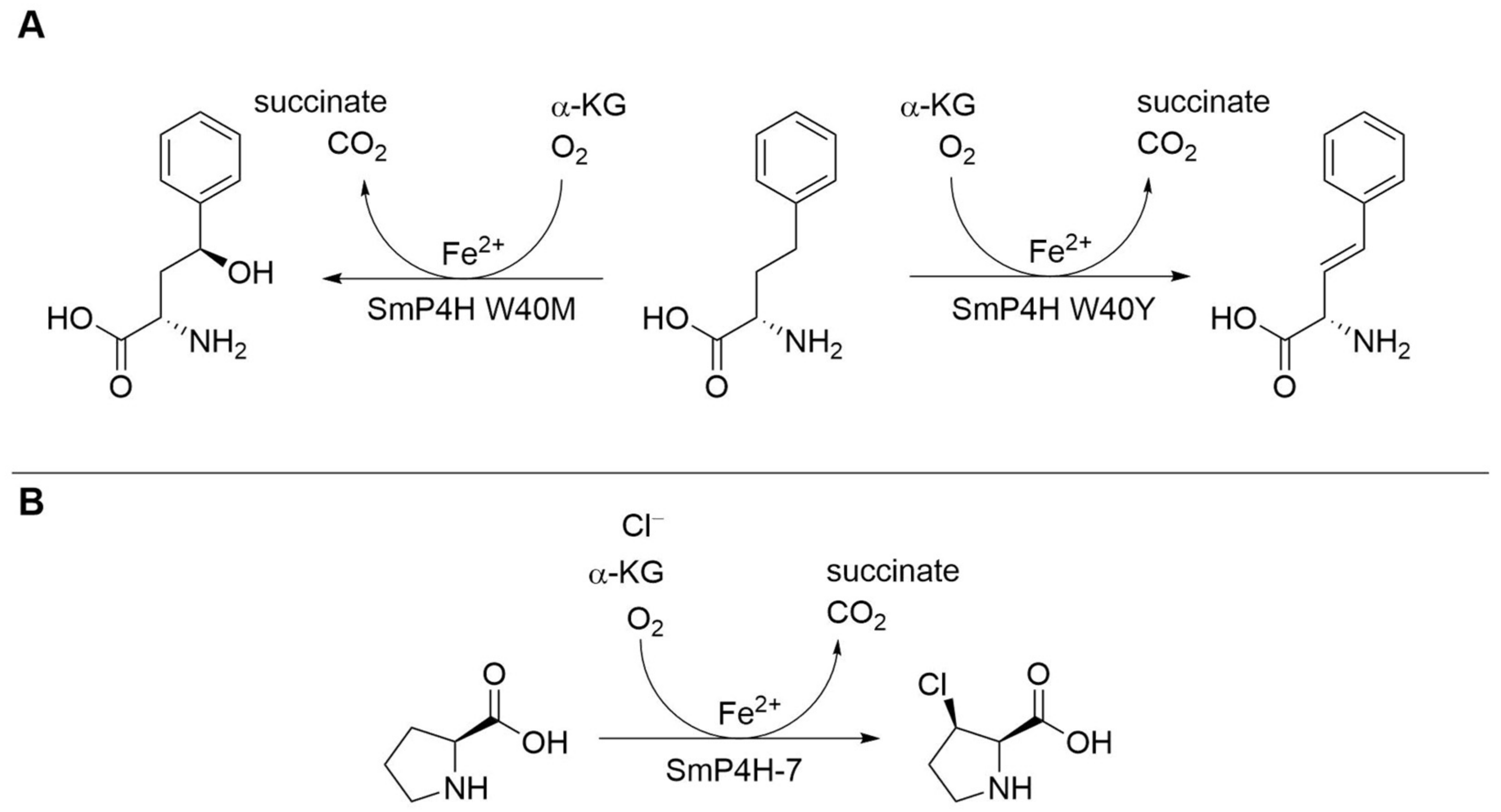 Biomedicines 10 00964 g005