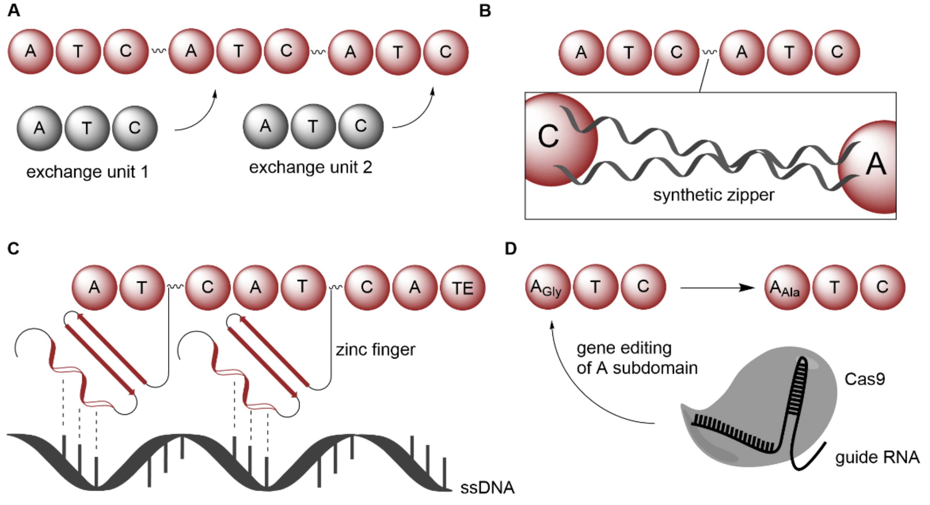 Biomedicines 10 00964 g010
