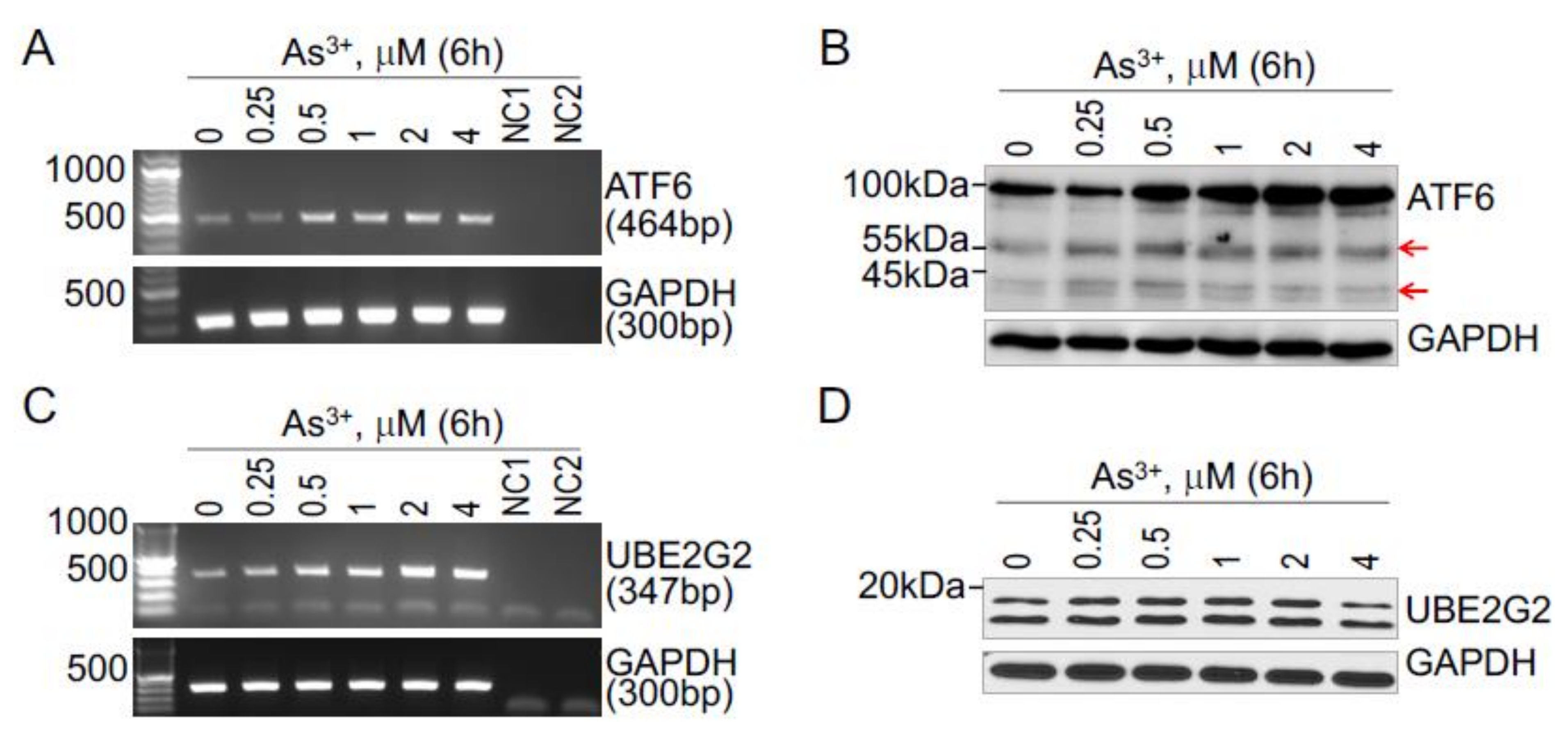 Biomedicines 10 00967 g002 550