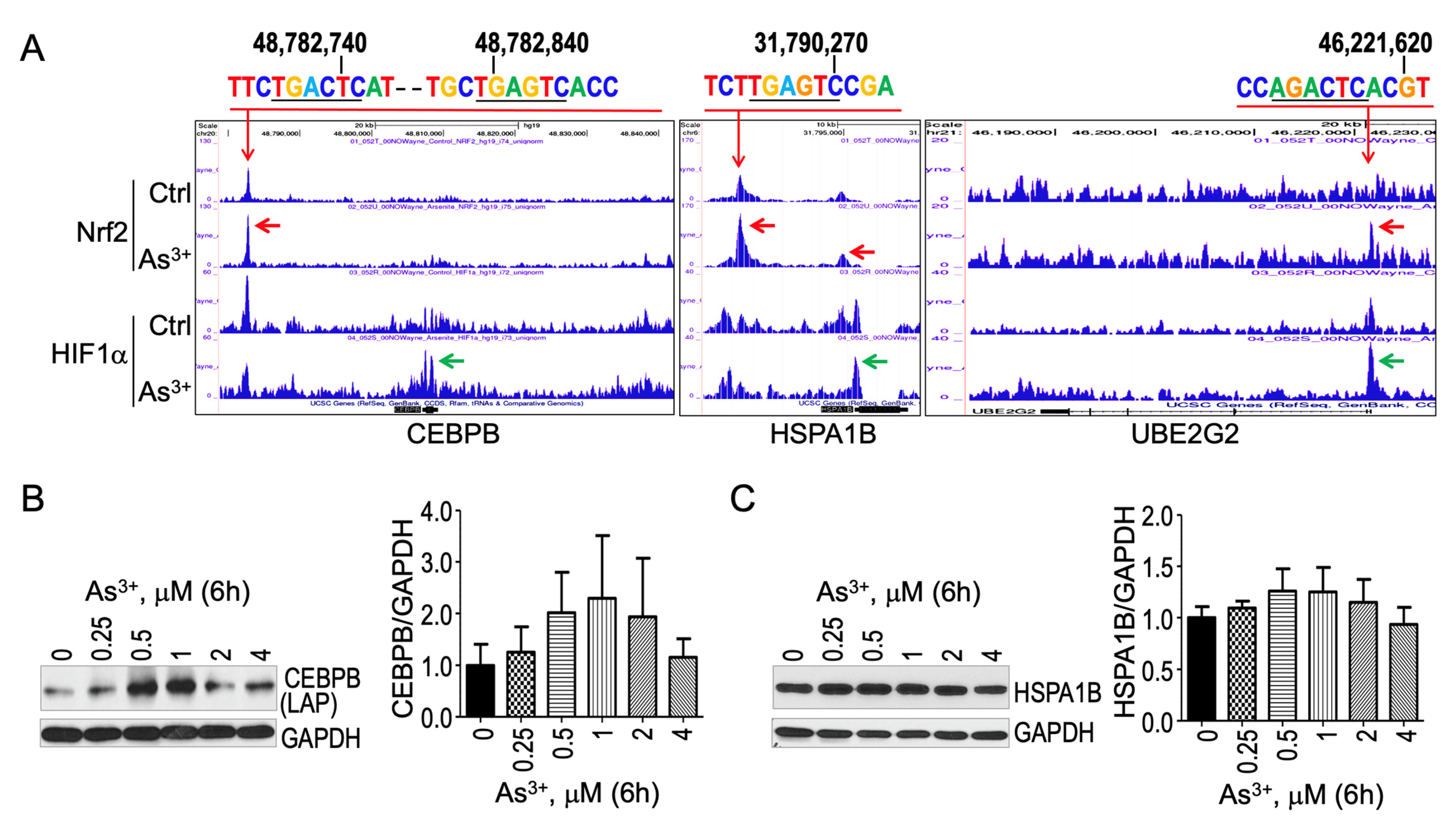 Biomedicines 10 00967 g005 550