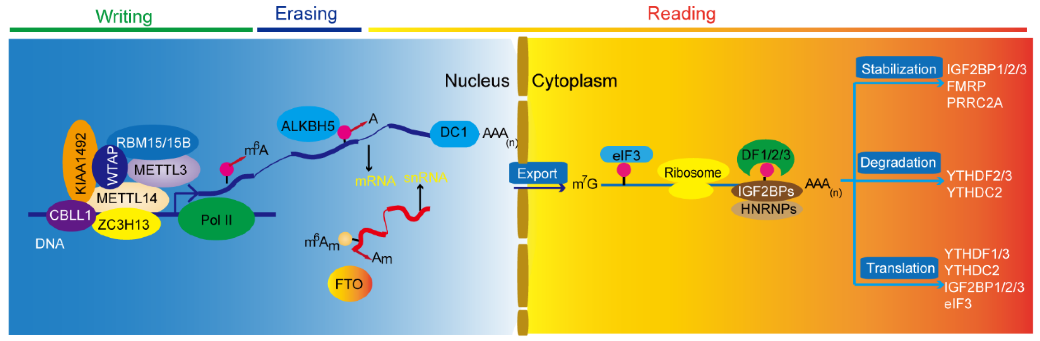 Biomedicines 10 00969 g001