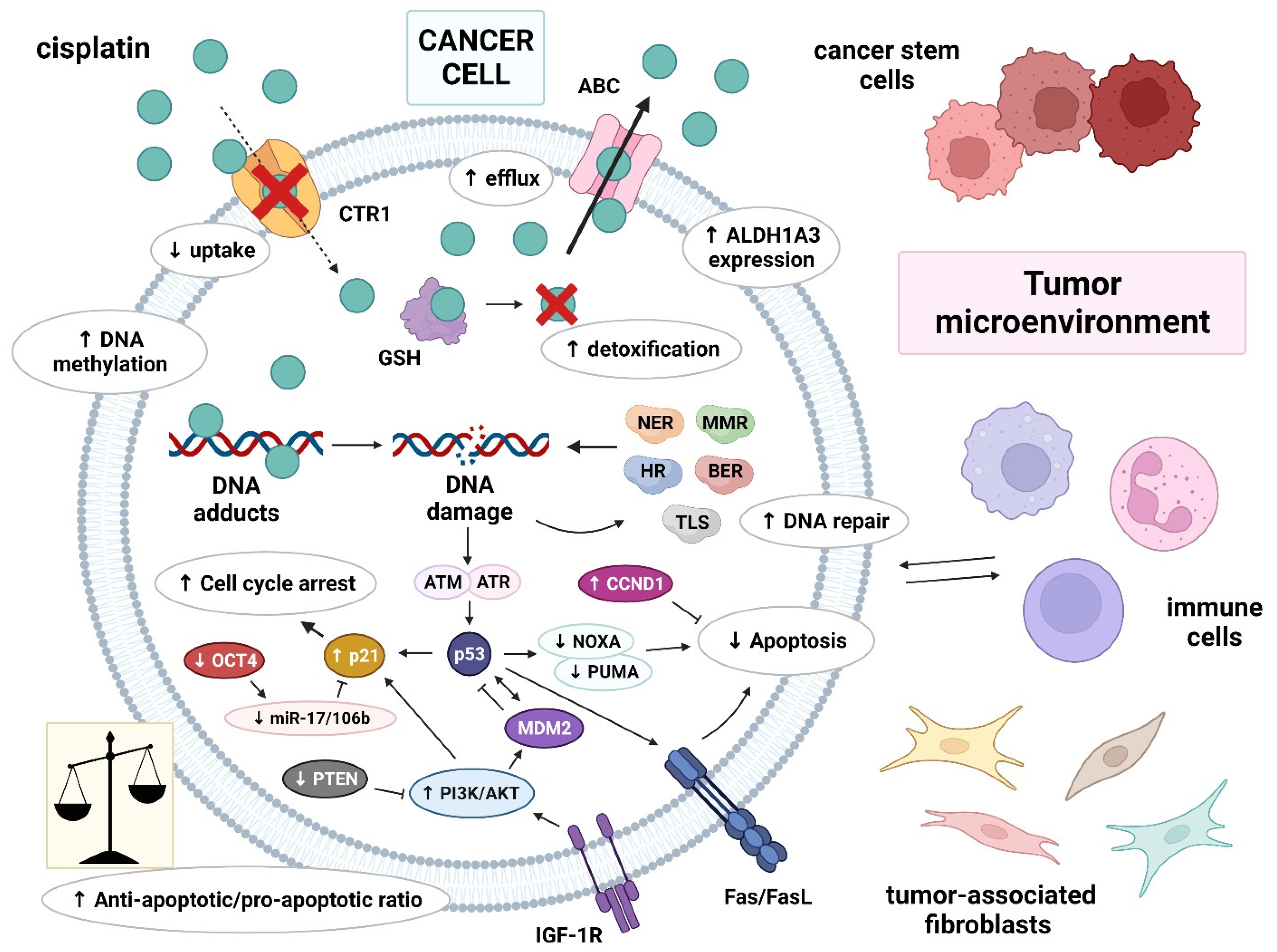 Biomedicines 10 00972 g001 Biomedicines 10 00972 g001