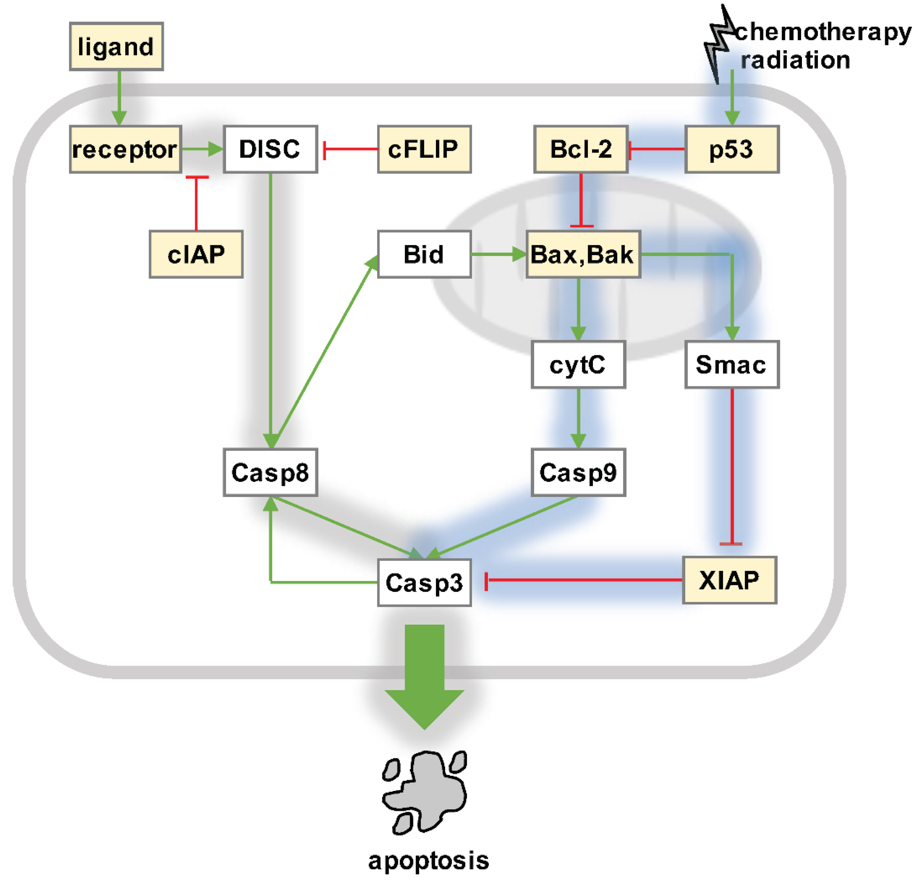 Biomedicines 10 00974 g001 Biomedicines 10 00974 g001