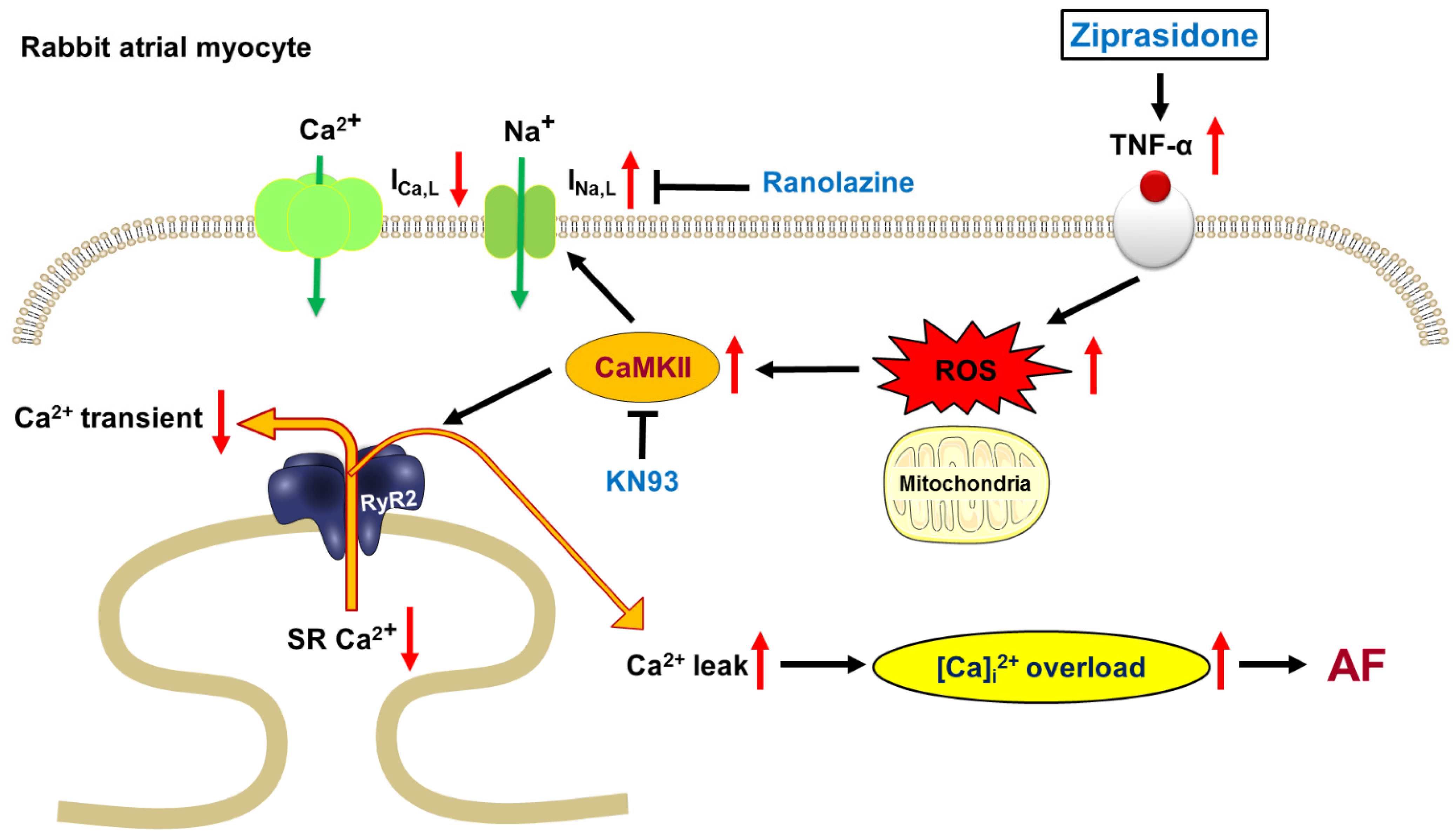 Biomedicines 10 00976 g007