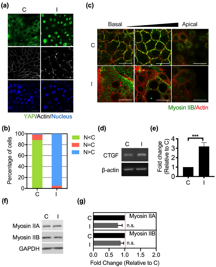 Biomedicines 10 00977 g001