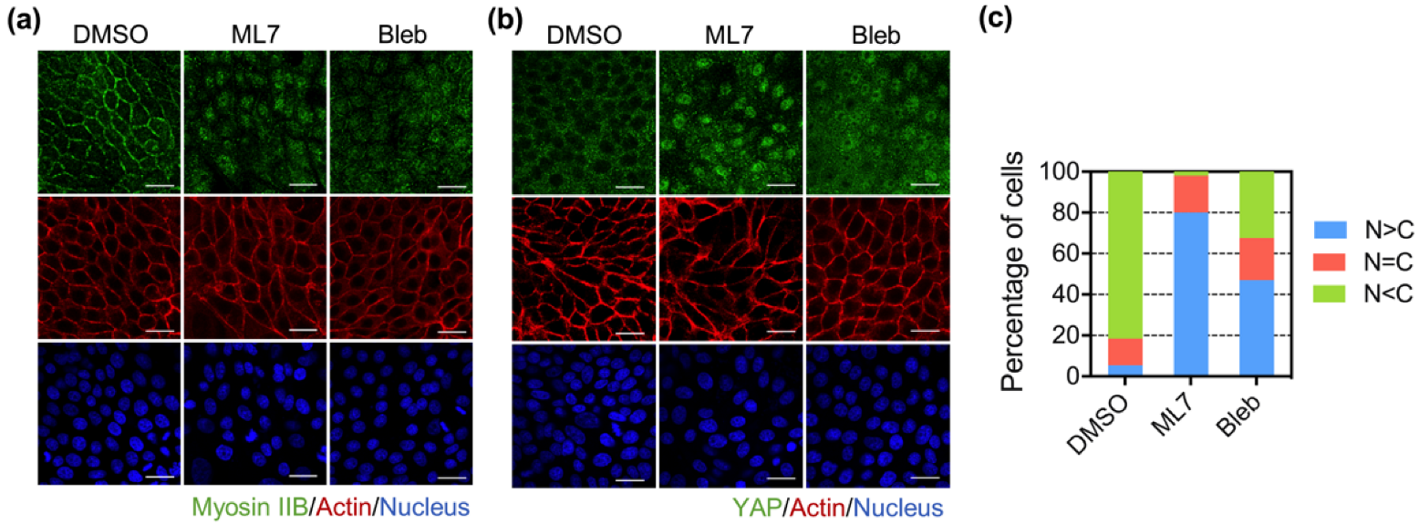 Biomedicines 10 00977 g002