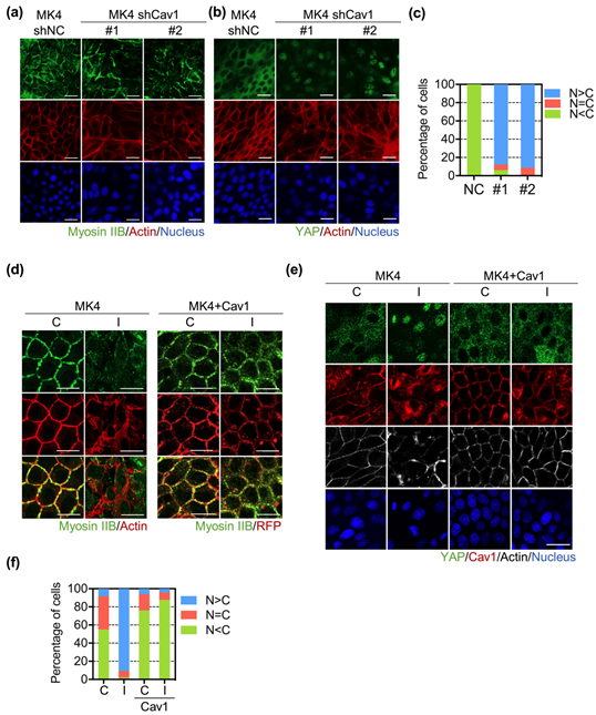 Biomedicines 10 00977 g003