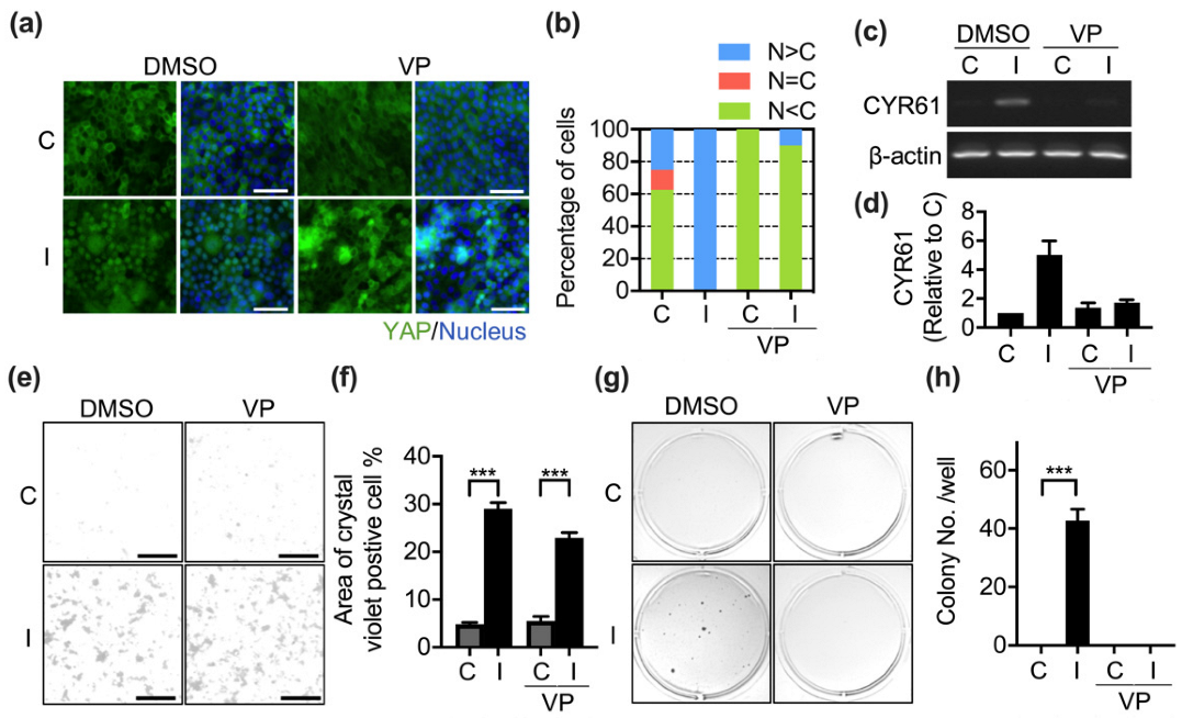 Biomedicines 10 00977 g005
