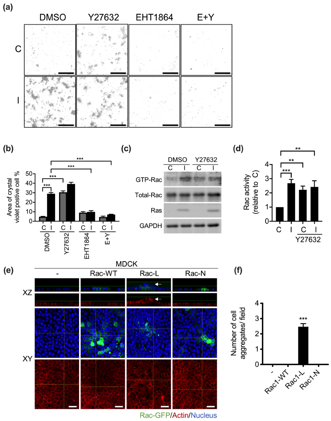 Biomedicines 10 00977 g006