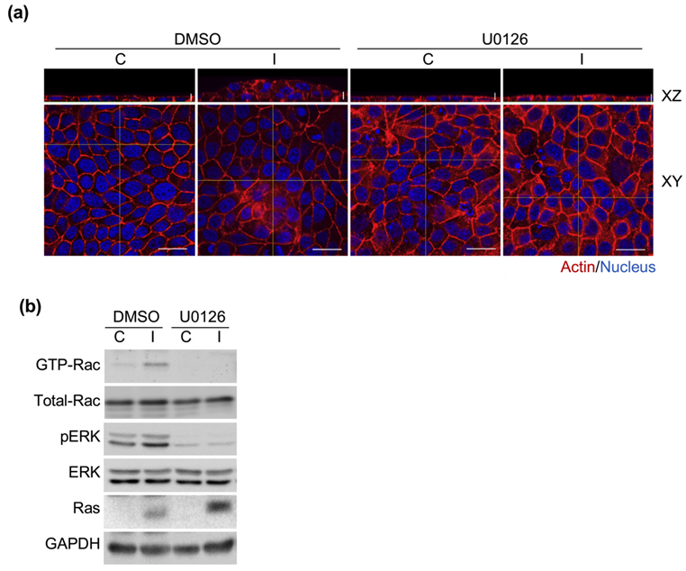 Biomedicines 10 00977 g007