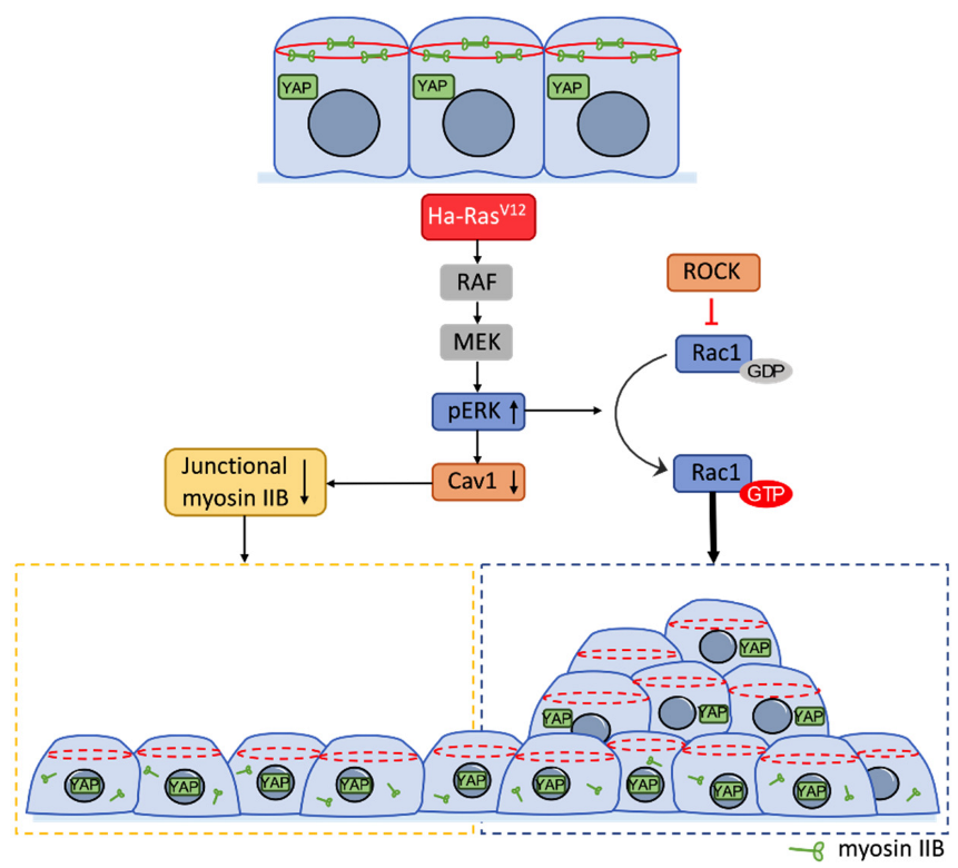 Biomedicines 10 00977 g008