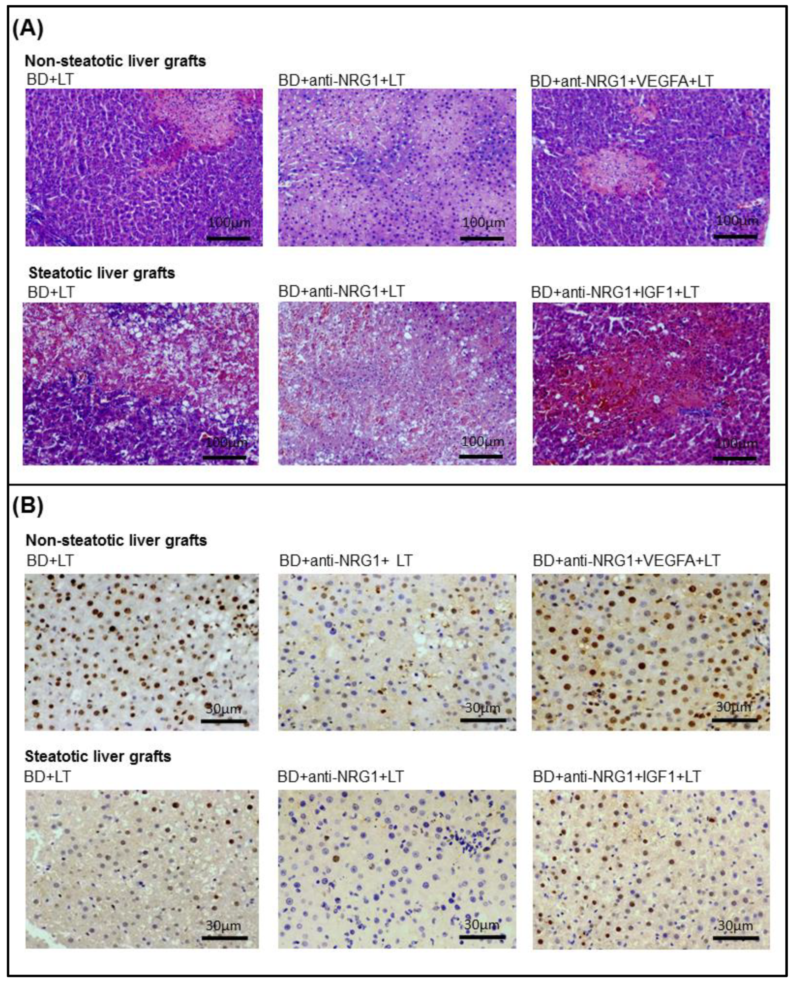 Biomedicines 10 00978 g004
