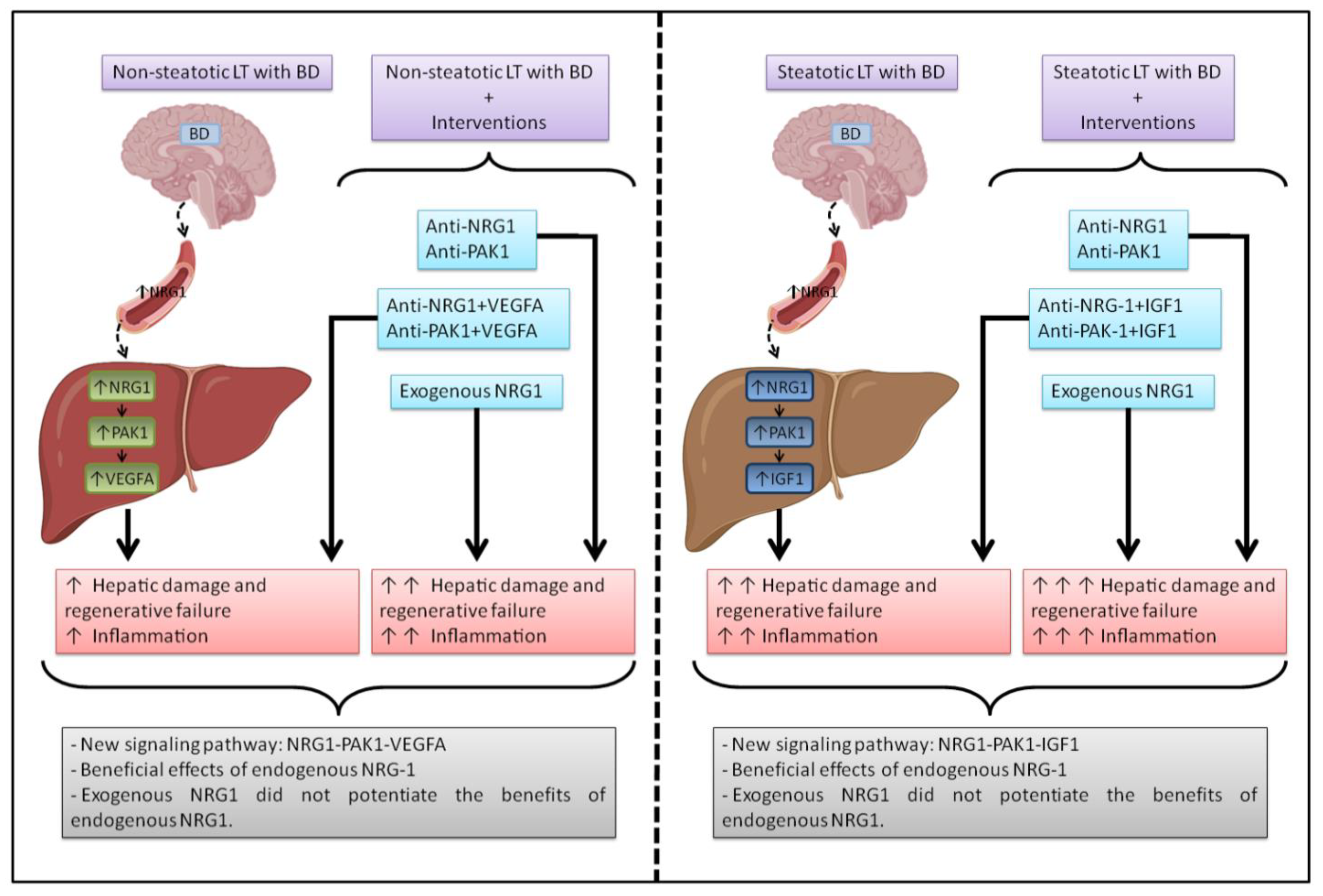 Biomedicines 10 00978 g006