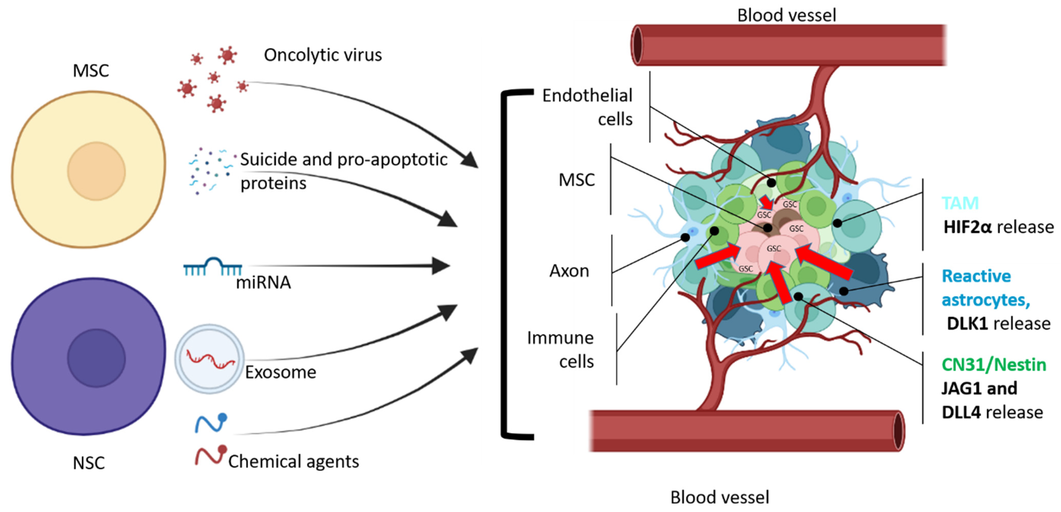 Biomedicines 10 00986 g002 Biomedicines 10 00986 g002