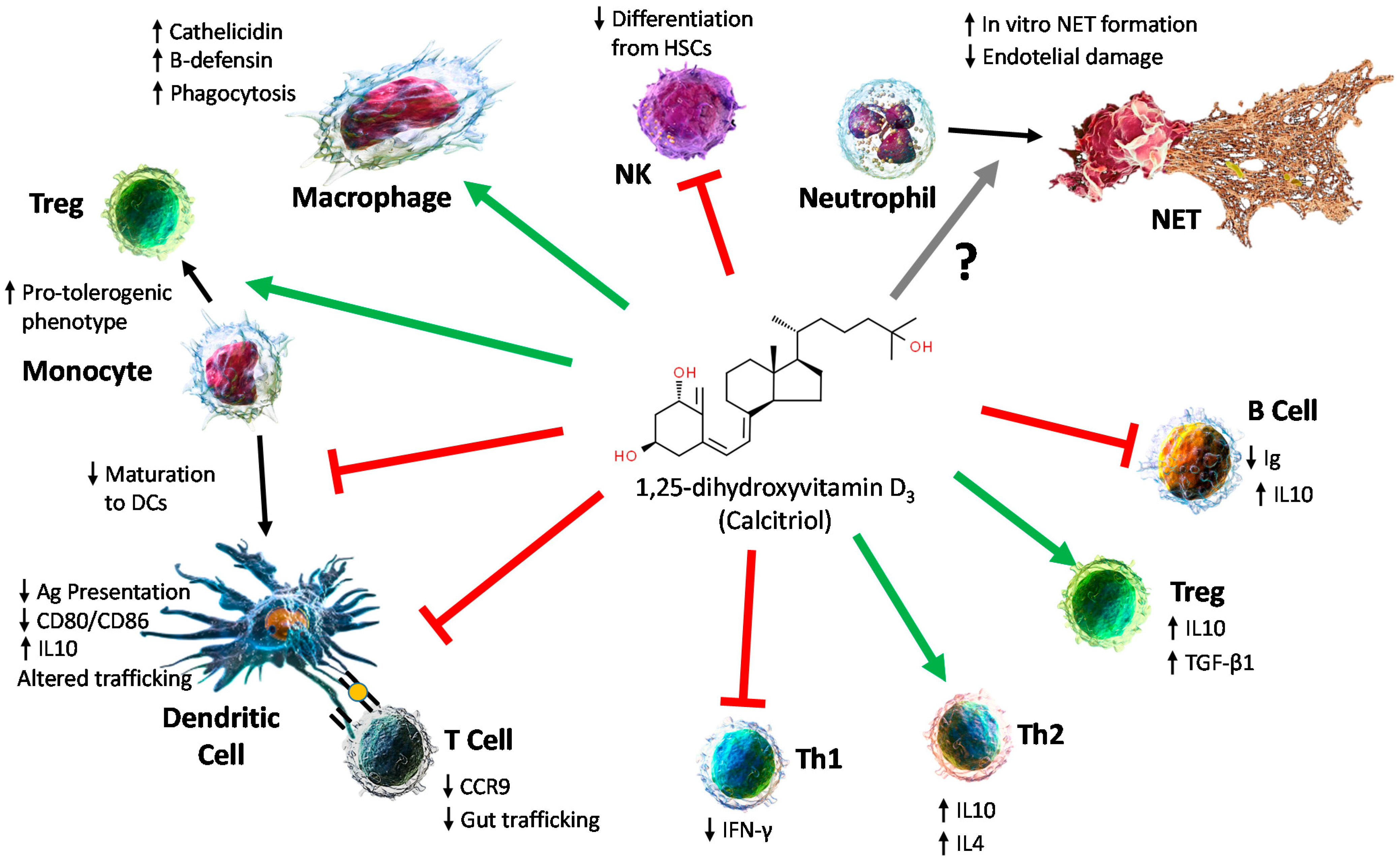Biomedicines 10 00987 g002