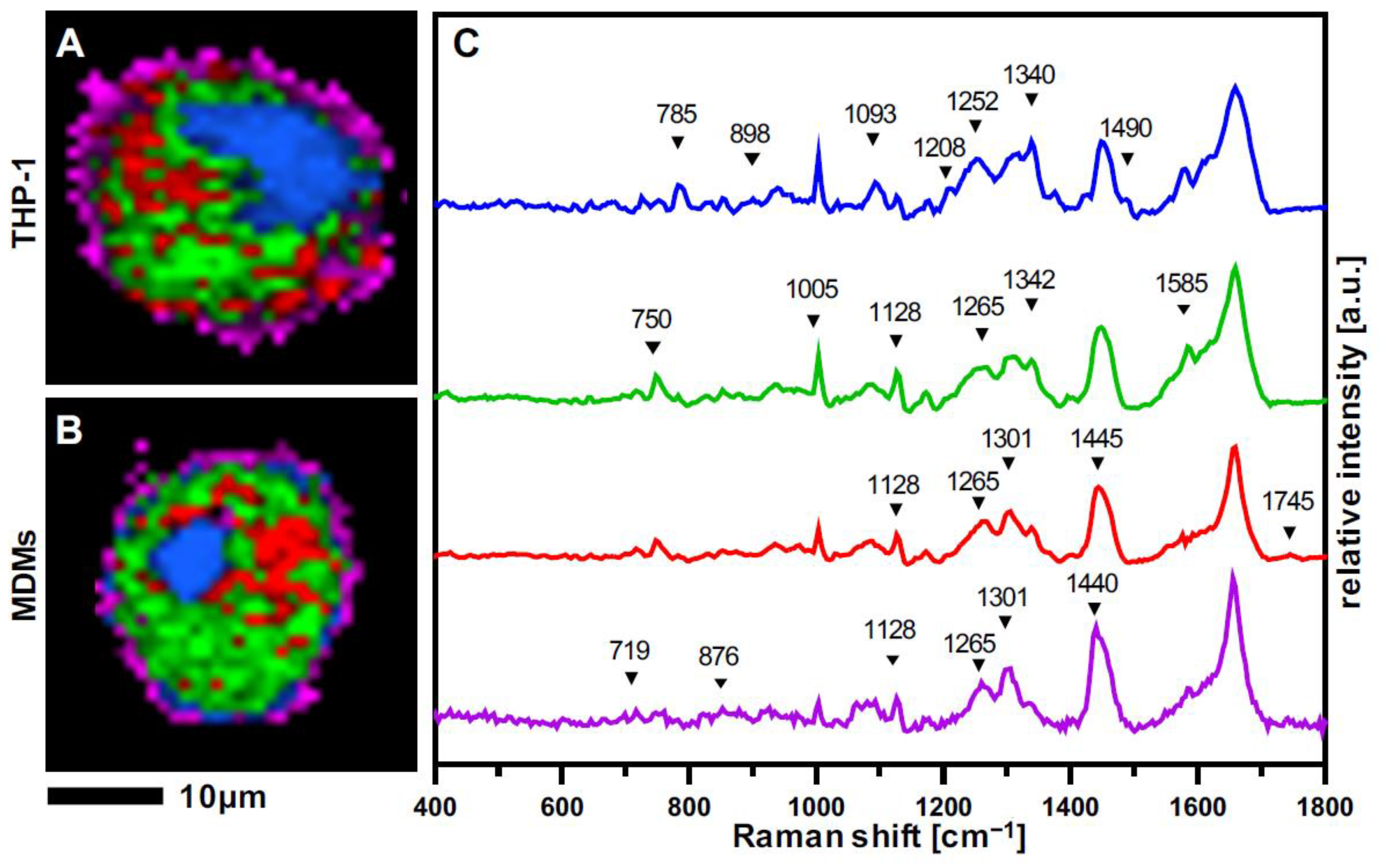 Biomedicines 10 00989 g002 550