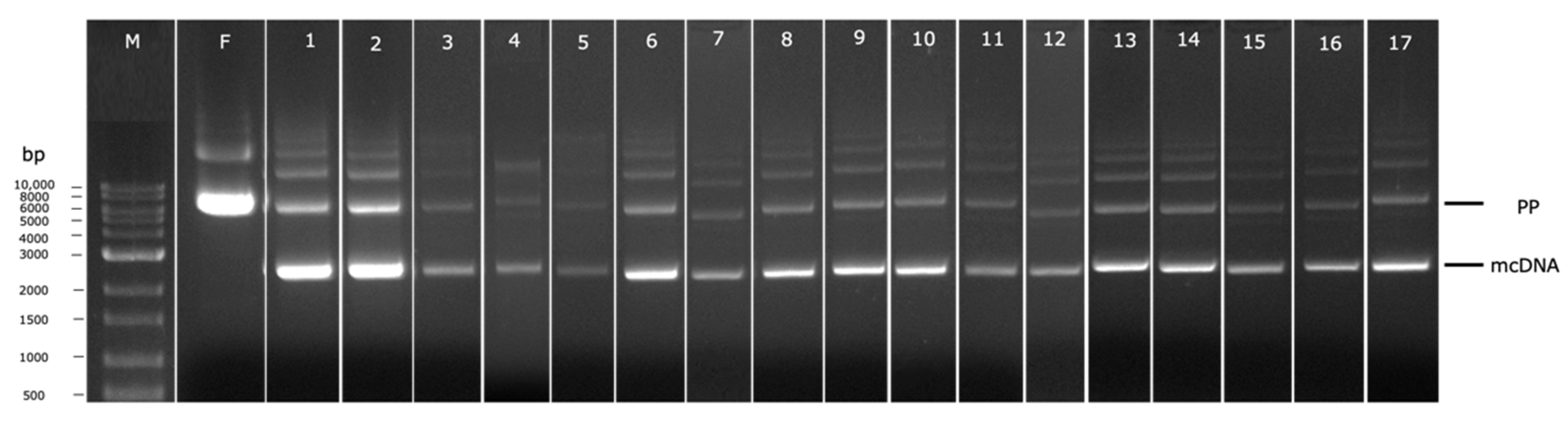 Biomedicines 10 00990 g006