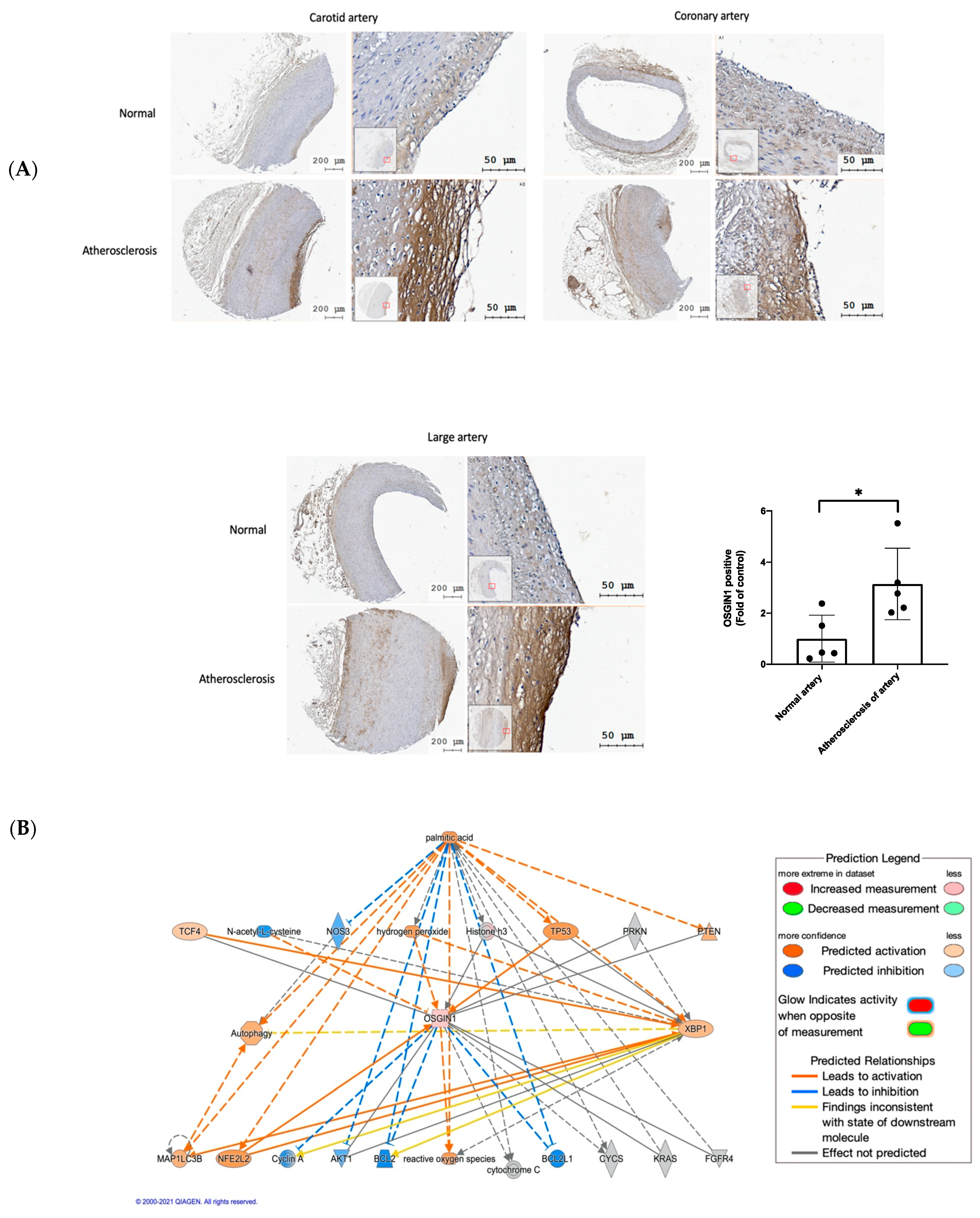 Biomedicines 10 00992 g006 Biomedicines 10 00992 g006