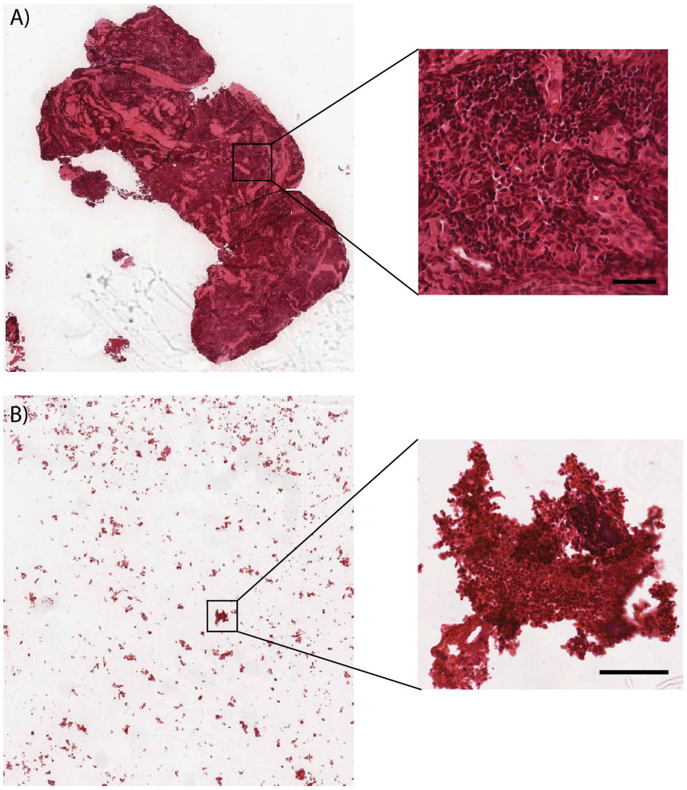Biomedicines 10 00993 g001