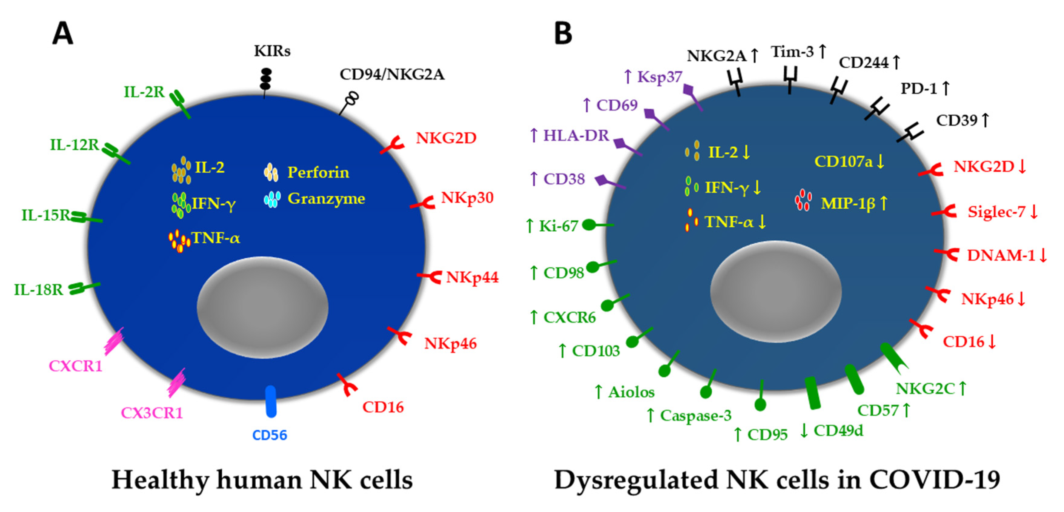 Biomedicines 10 01002 g001 550