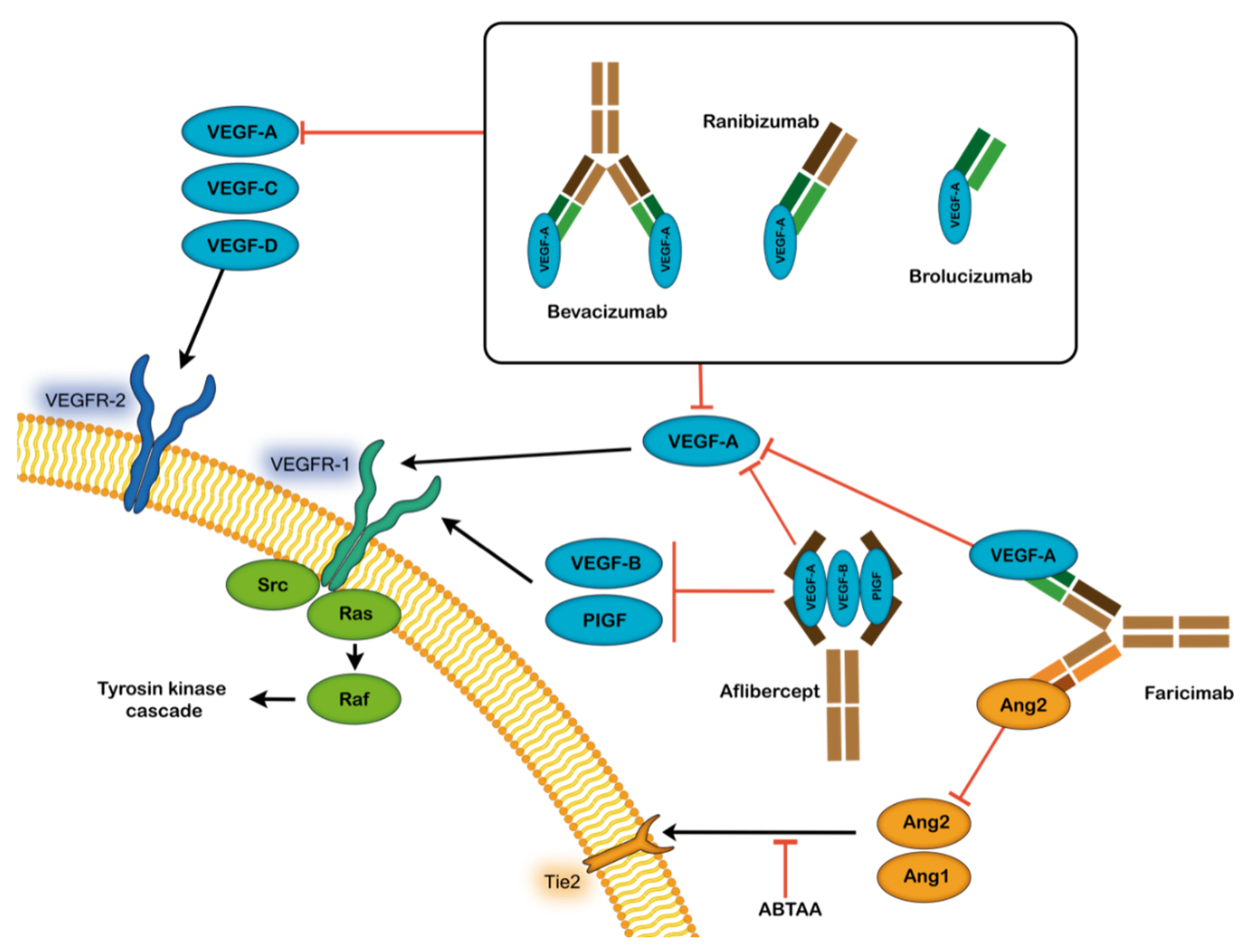 Biomedicines 10 01003 g002