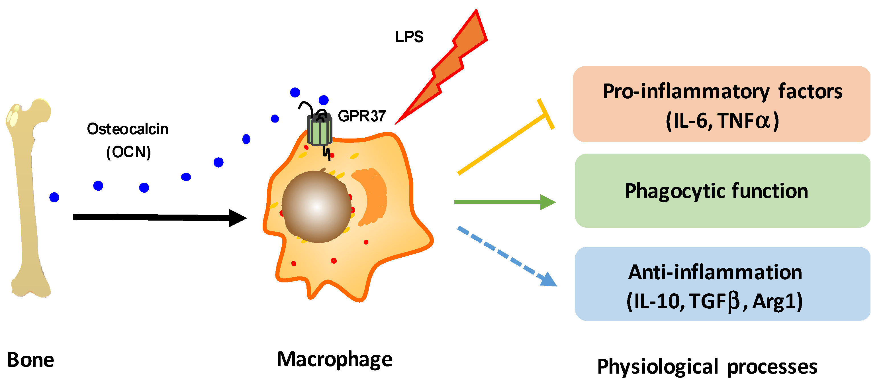 Biomedicines 10 01006 g008