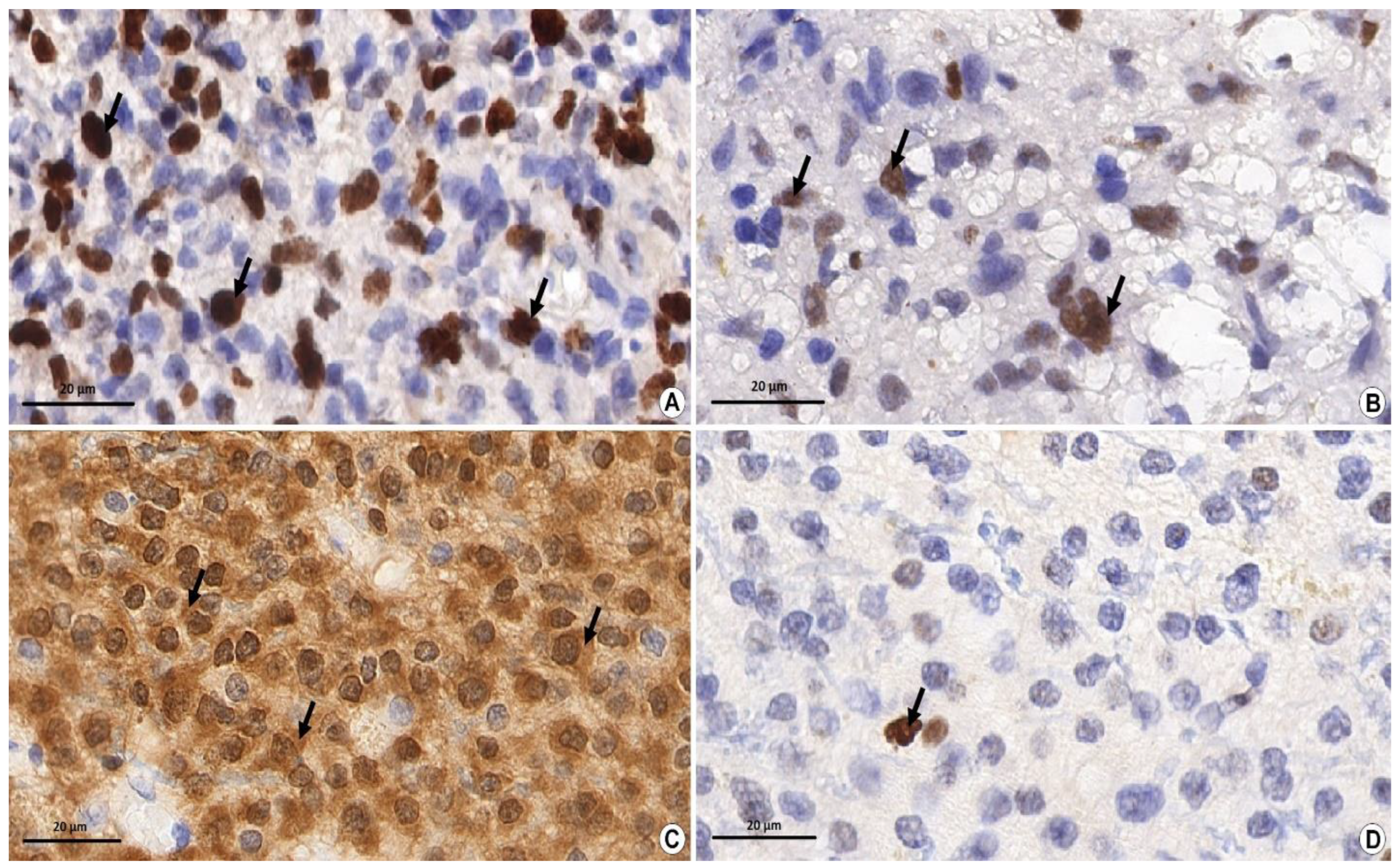 Biomedicines 10 01007 g001 Biomedicines 10 01007 g001
