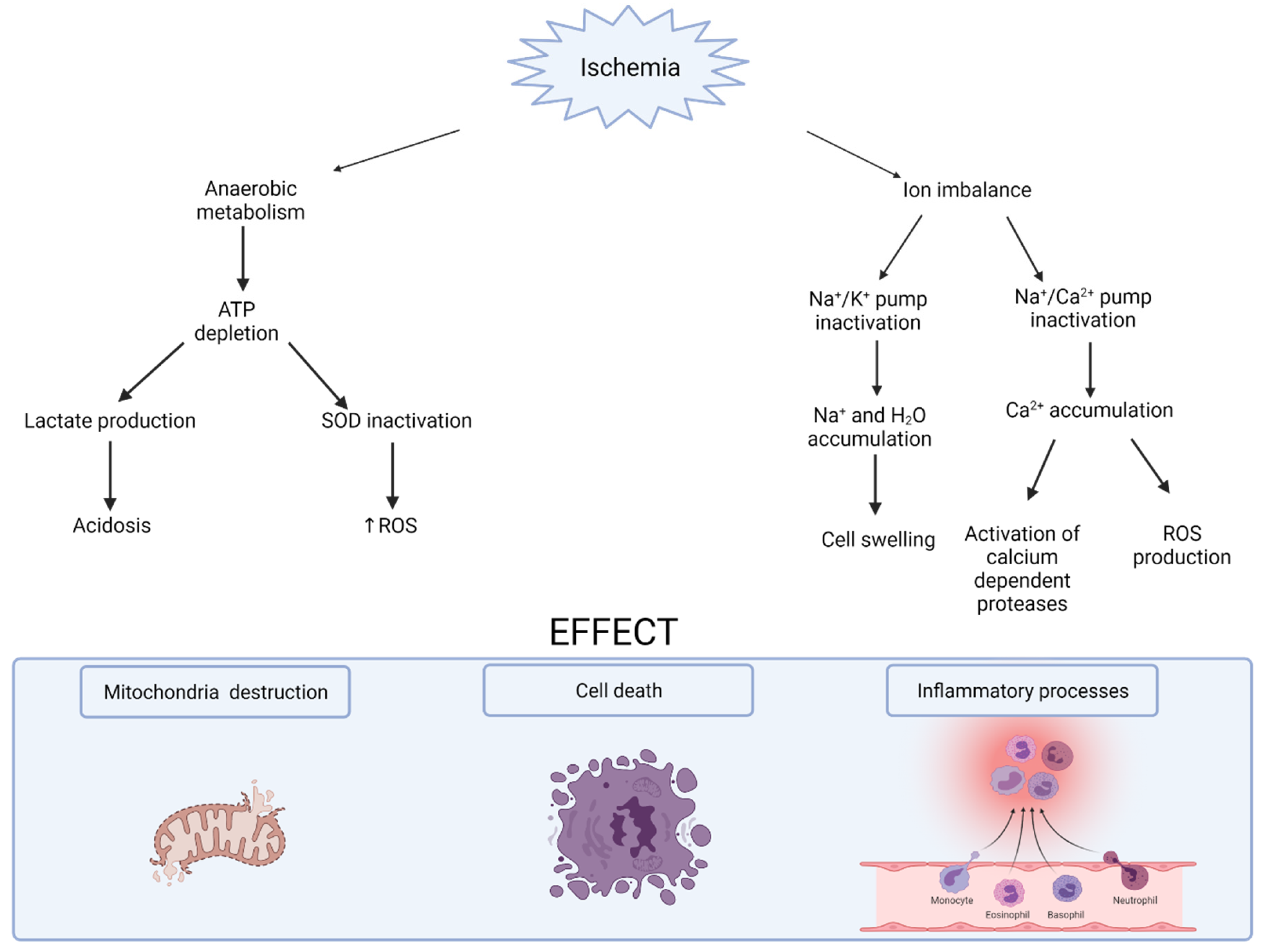 Biomedicines 10 01013 g001