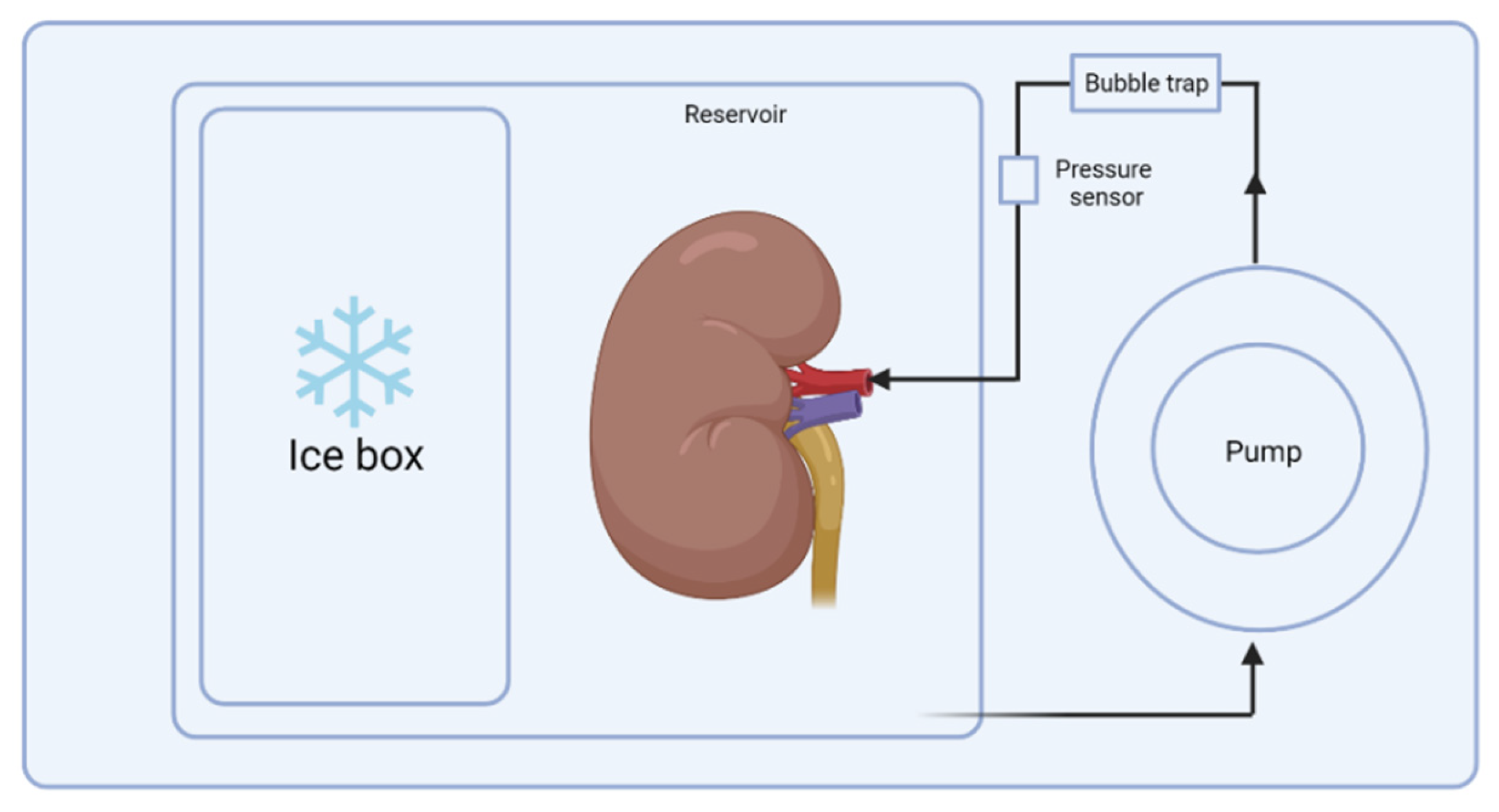 Biomedicines 10 01013 g002