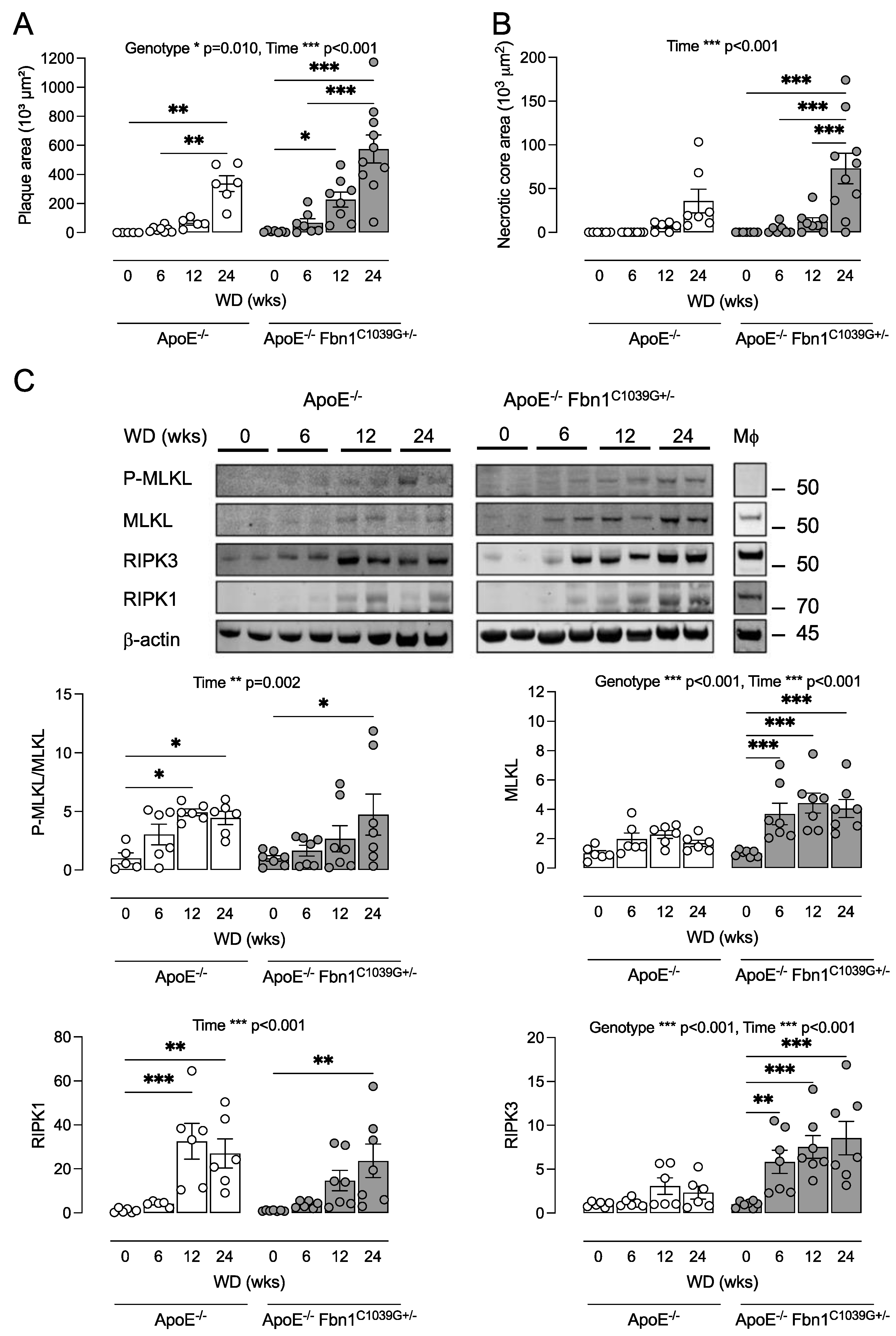 Biomedicines 10 01016 g003 550