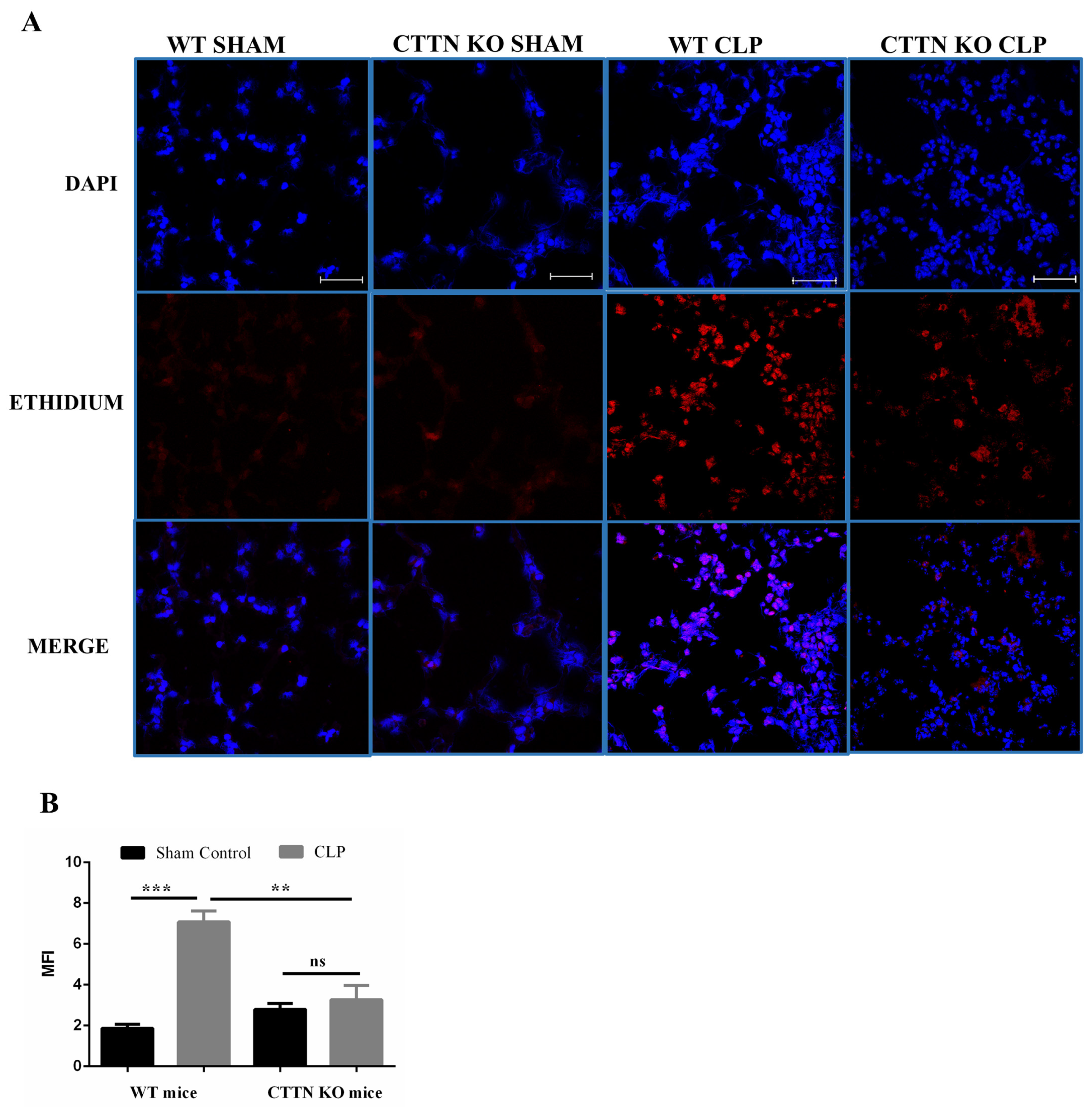 Biomedicines 10 01019 g005