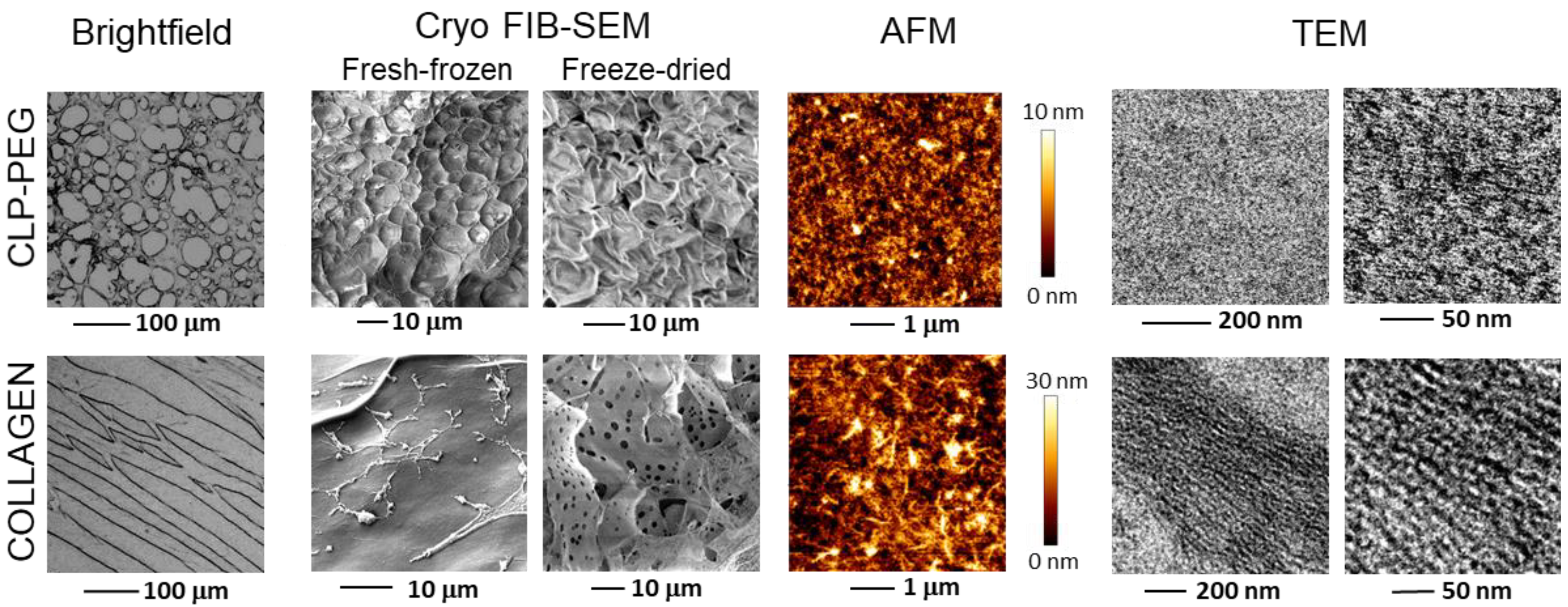 Biomedicines 10 01023 g002 550