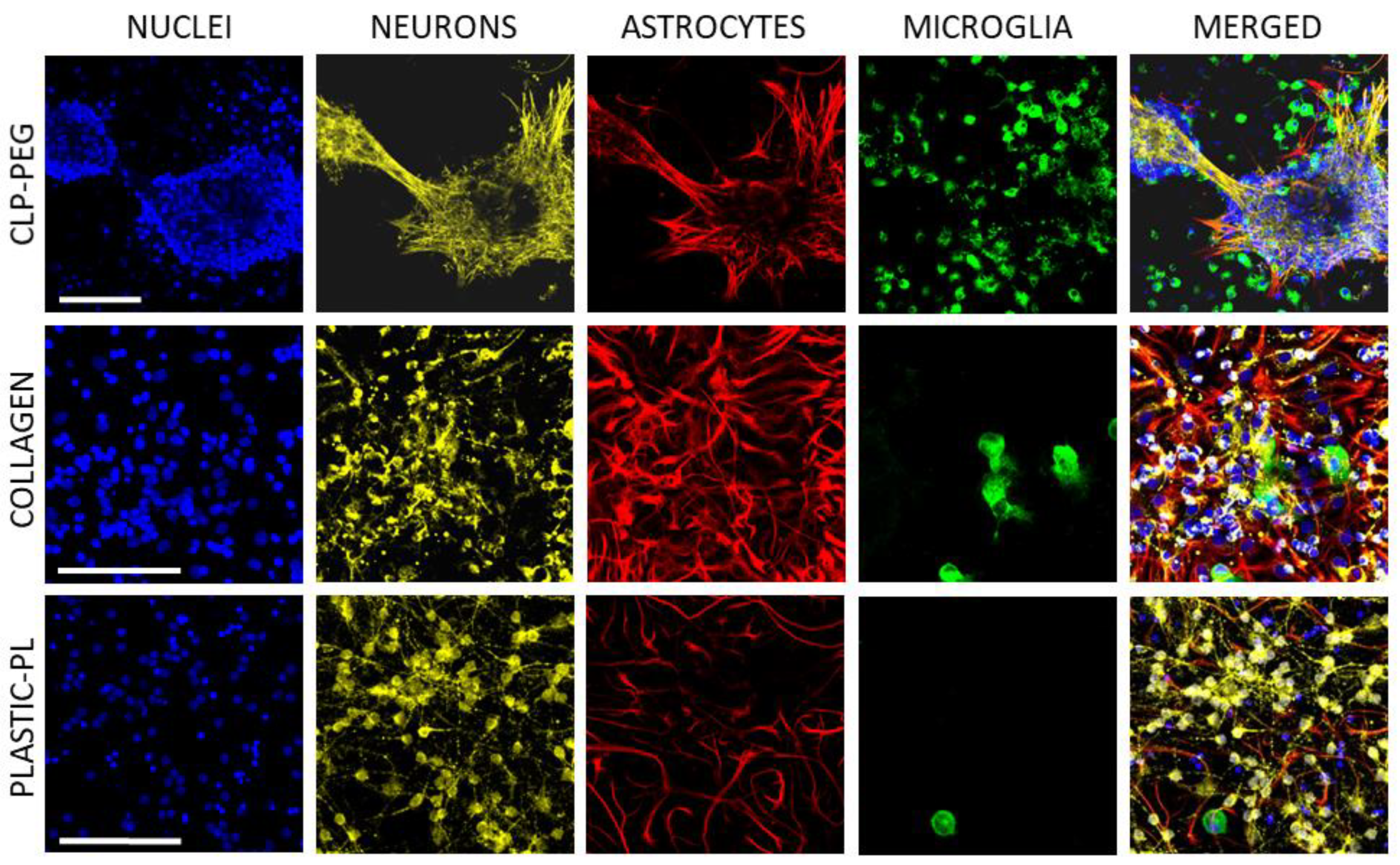 Biomedicines 10 01023 g004 550