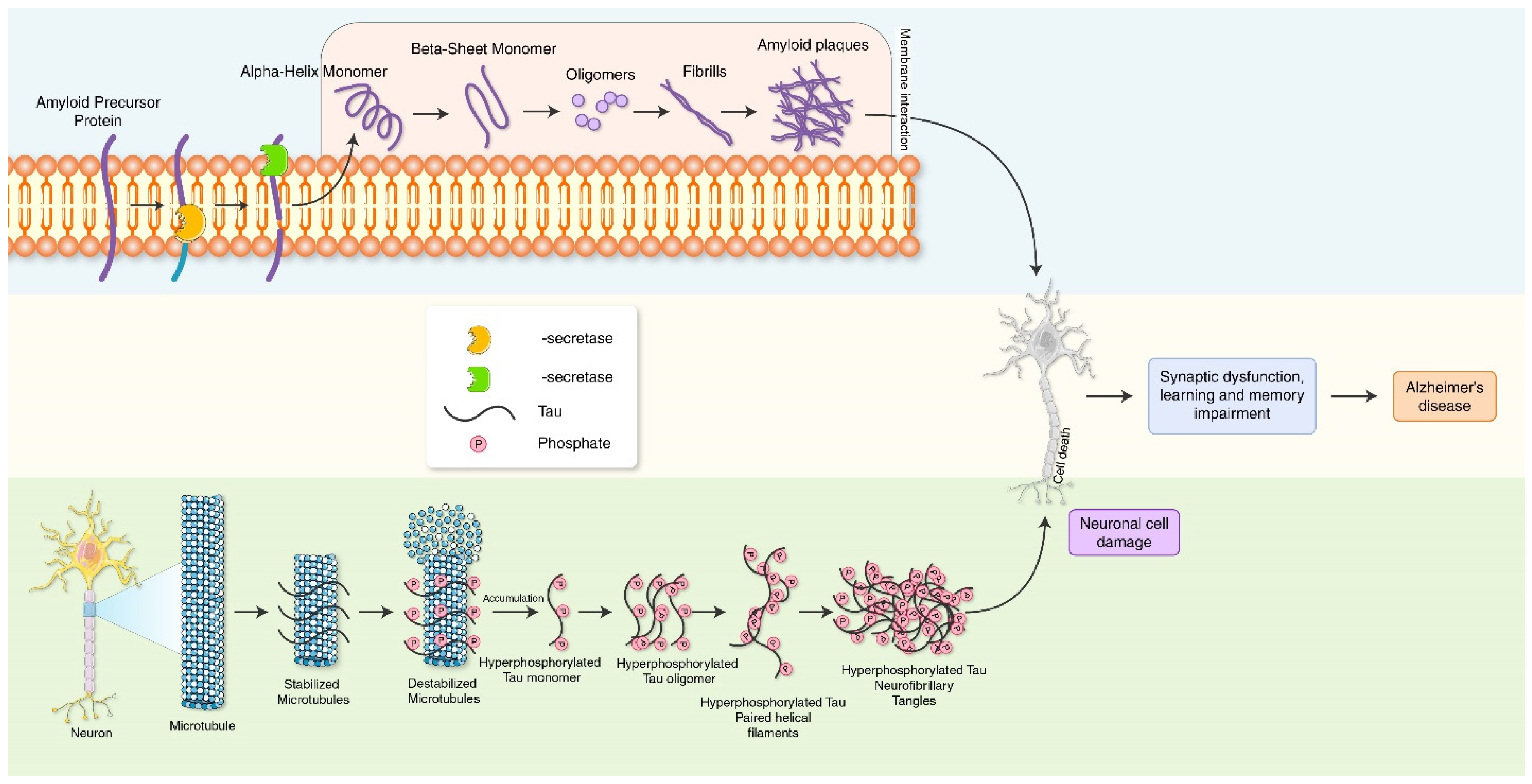 Biomedicines 10 01027 g001