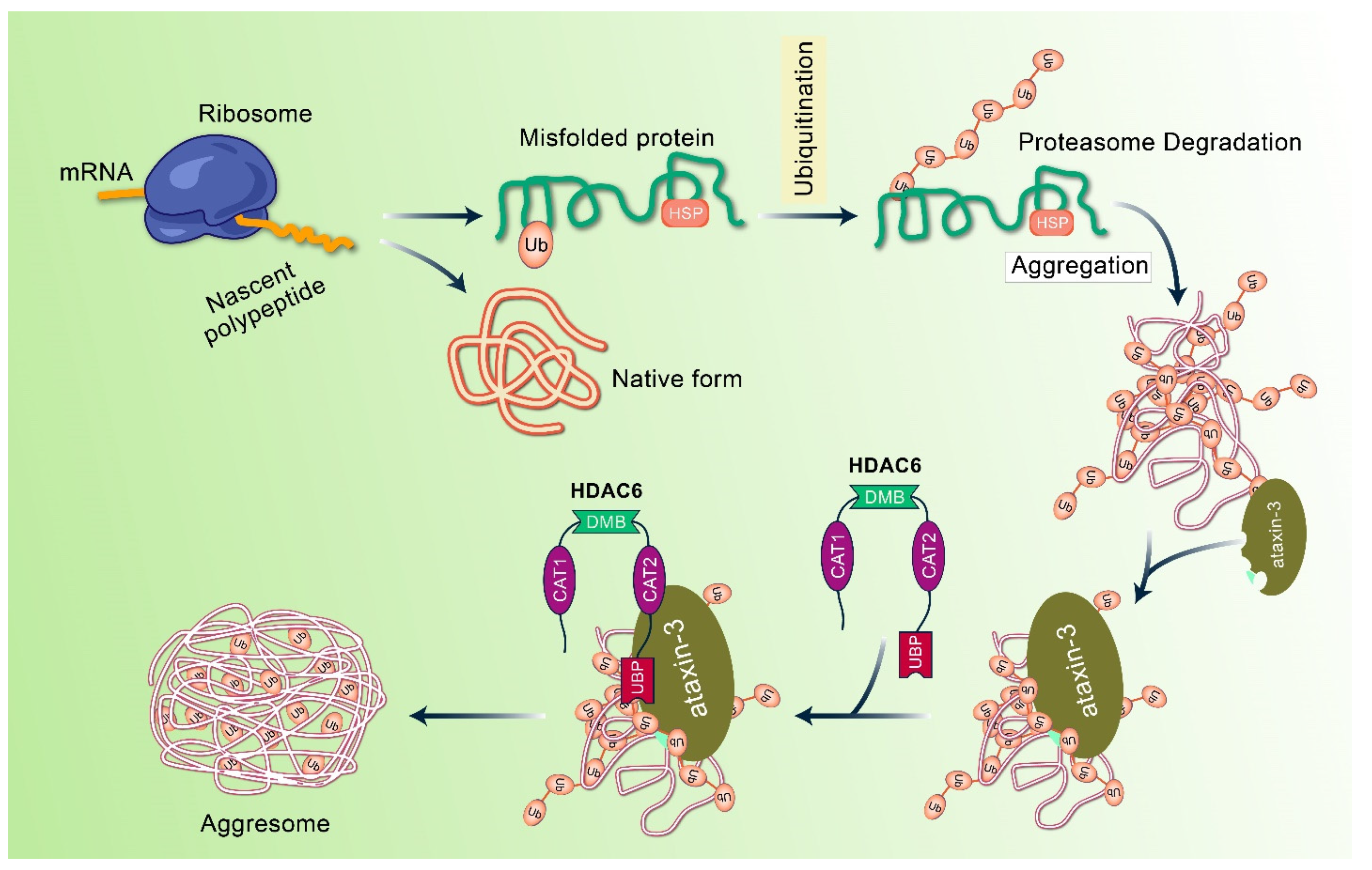 Biomedicines 10 01027 g003
