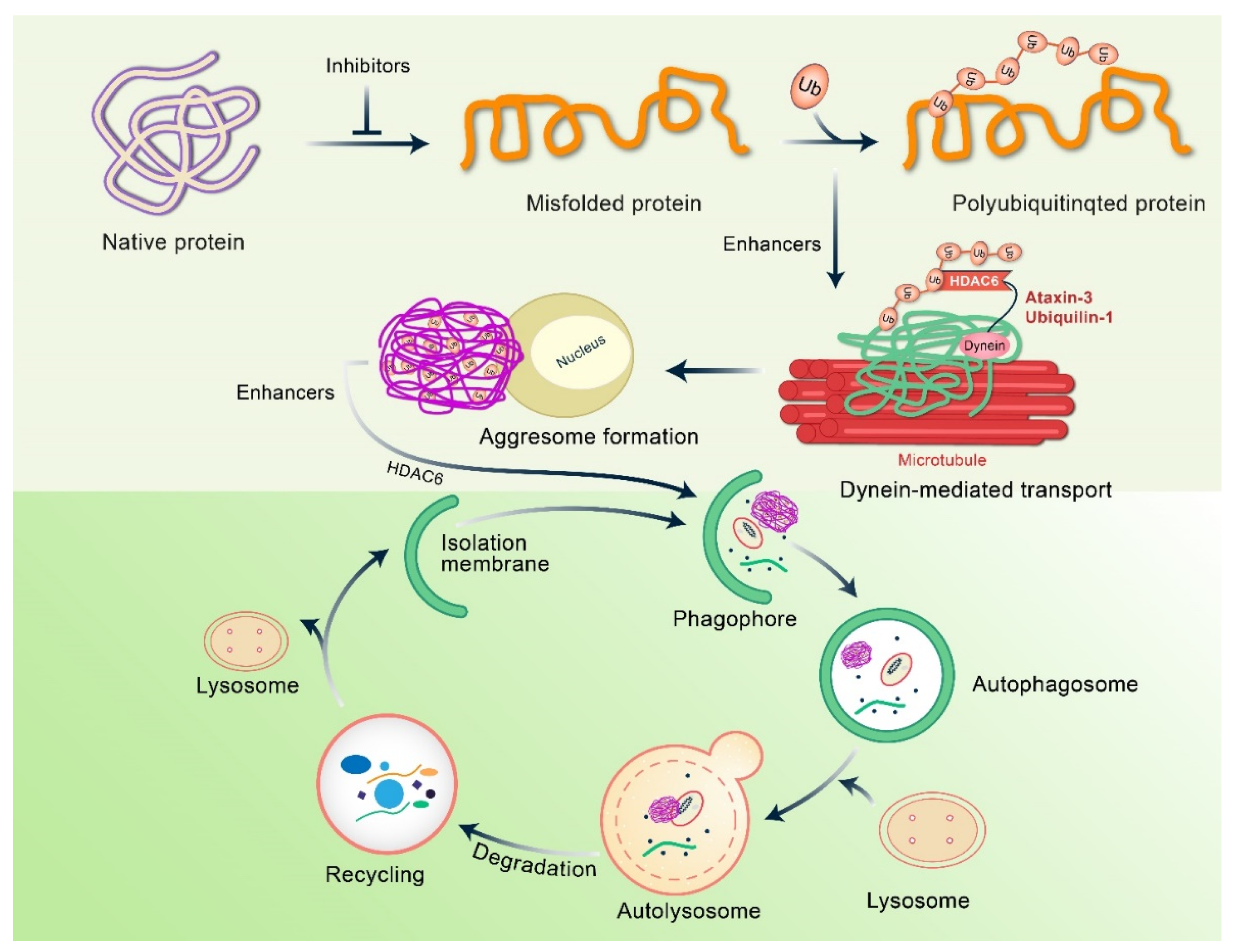 Biomedicines 10 01027 g006
