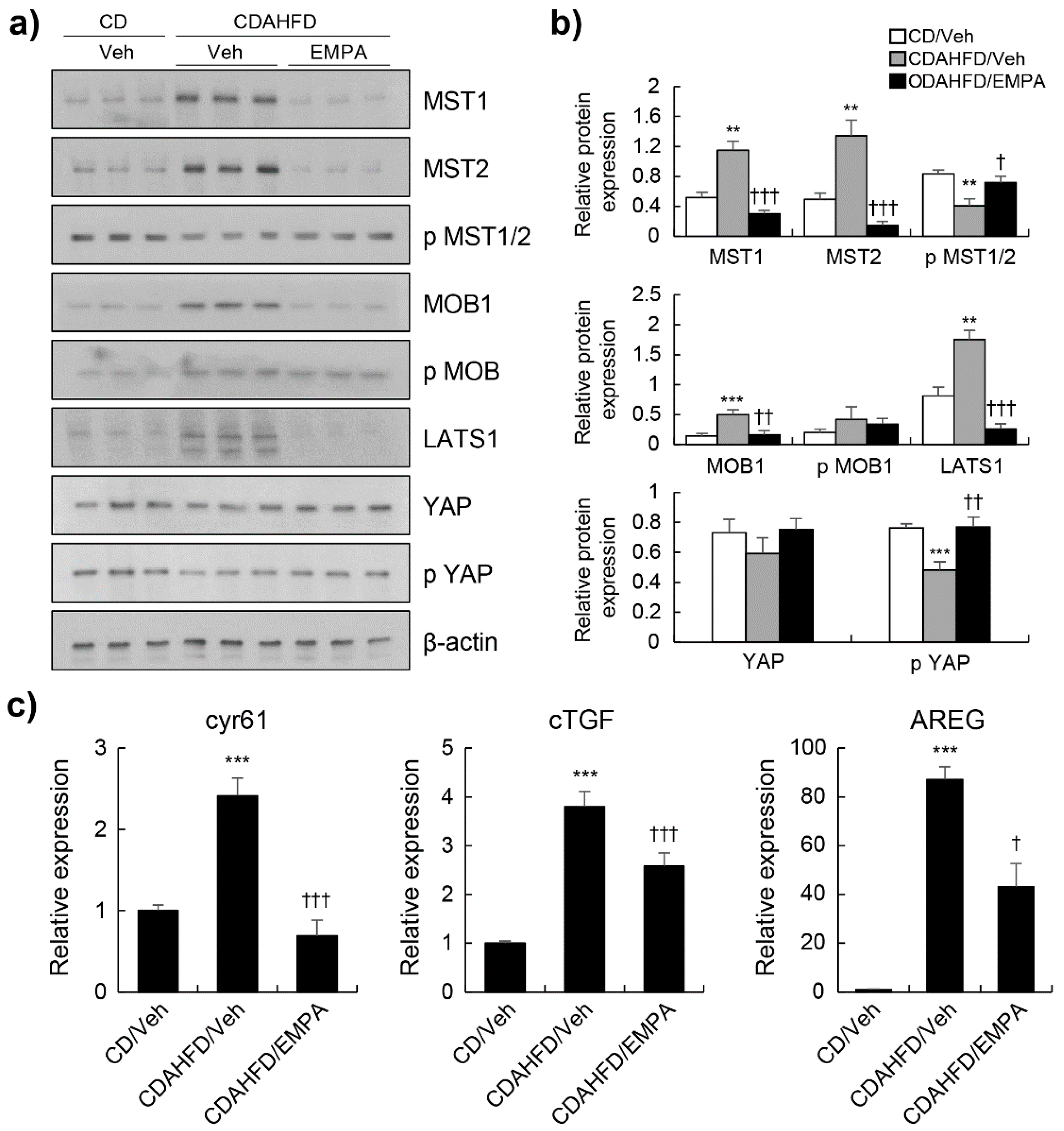 Biomedicines 10 01032 g003 Biomedicines 10 01032 g003