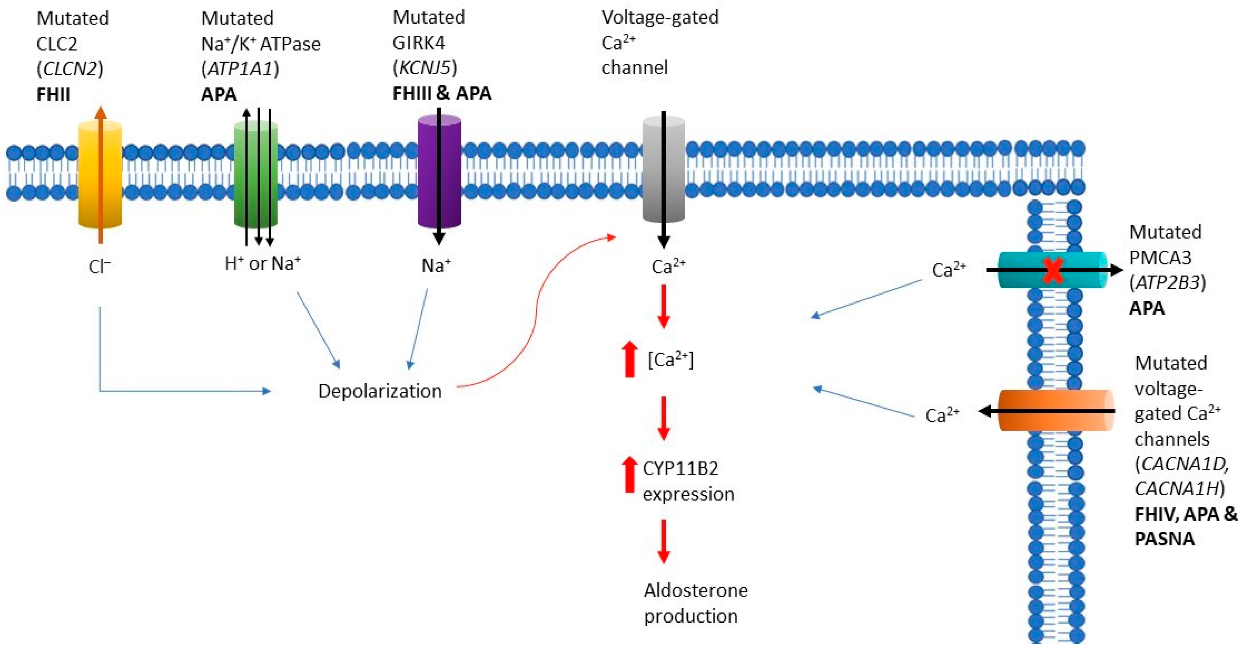 Biomedicines 10 01041 g003 Biomedicines 10 01041 g003