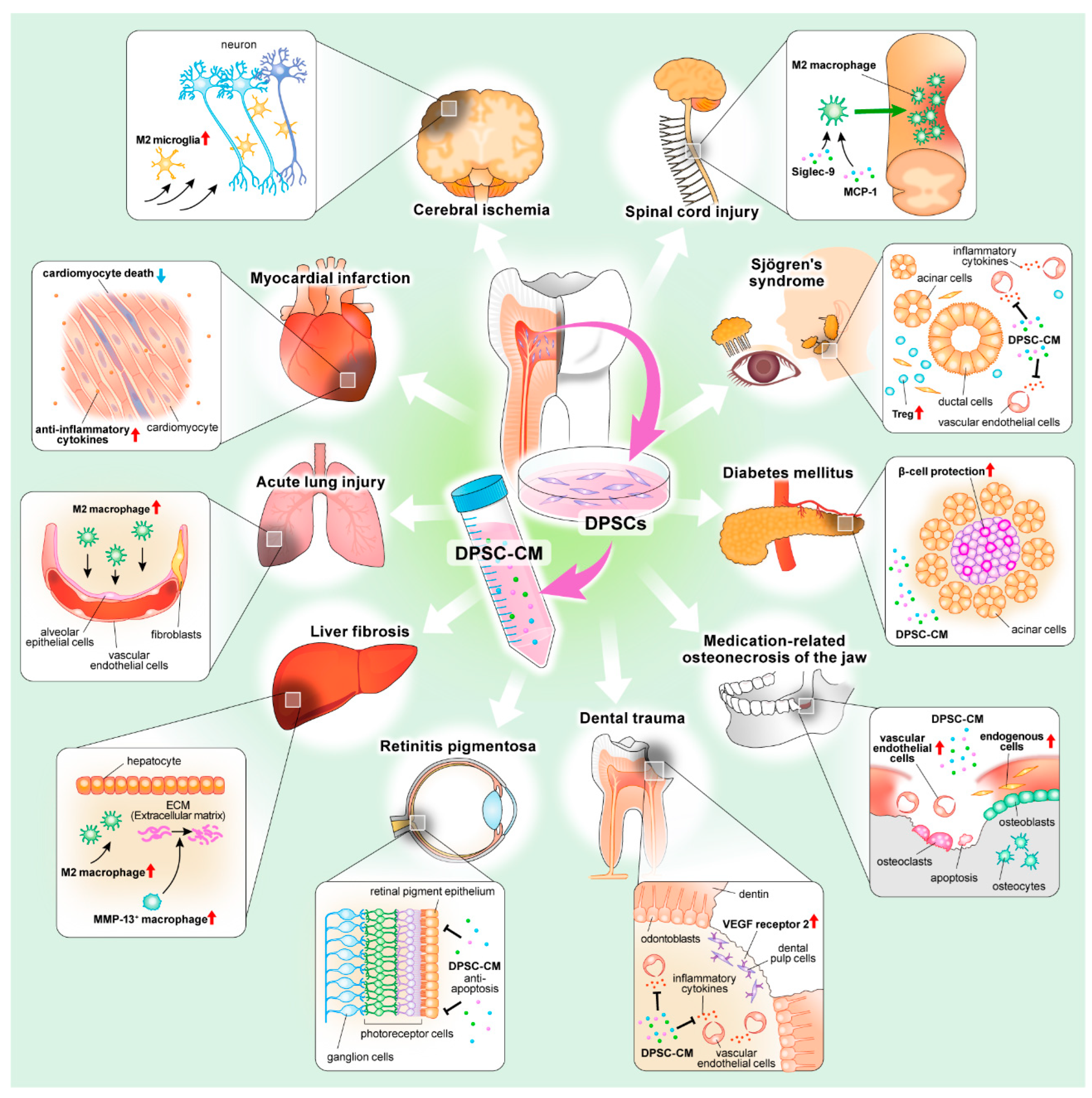 Biomedicines 10 01049 g001