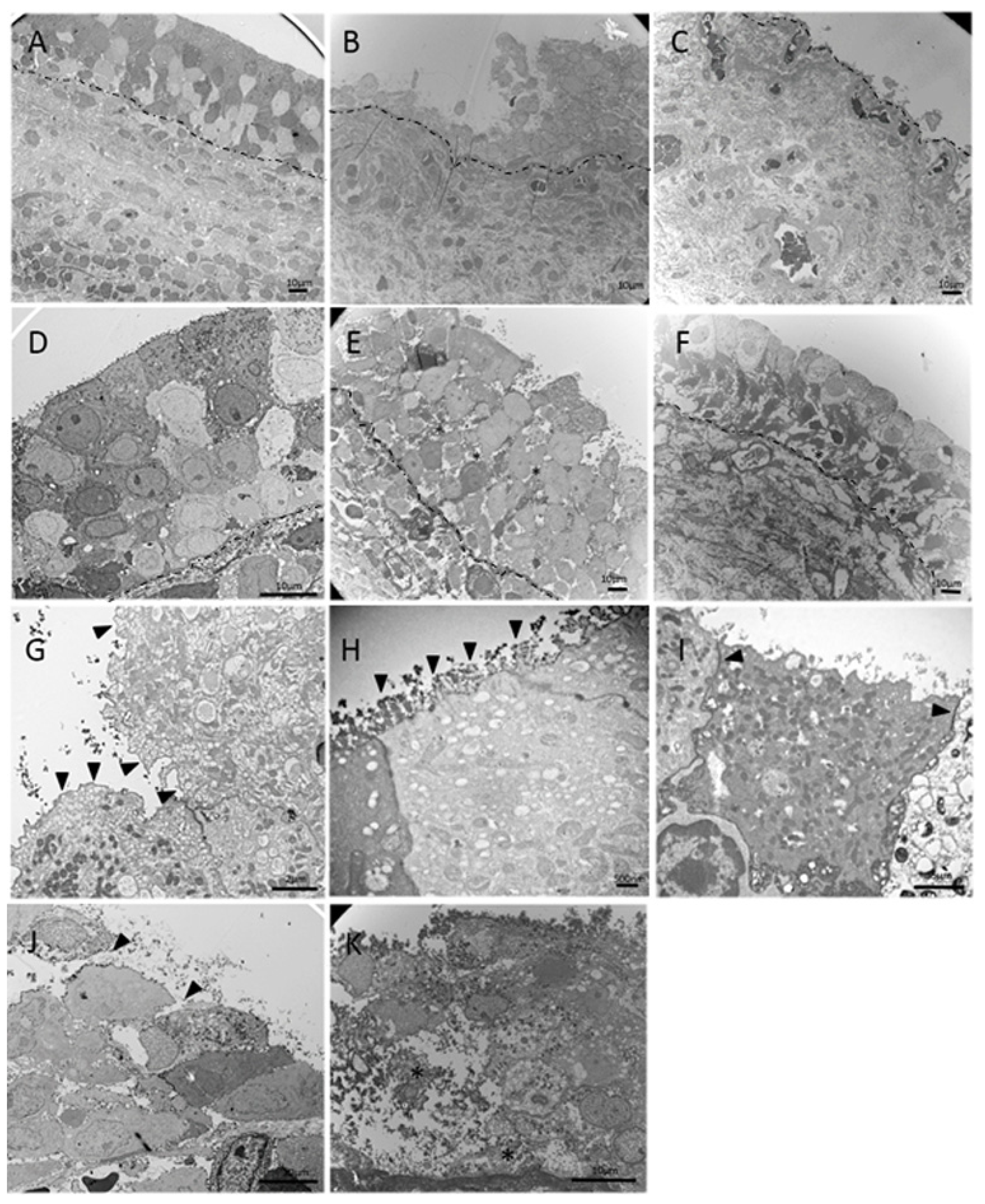 Biomedicines 10 01055 g001 550
